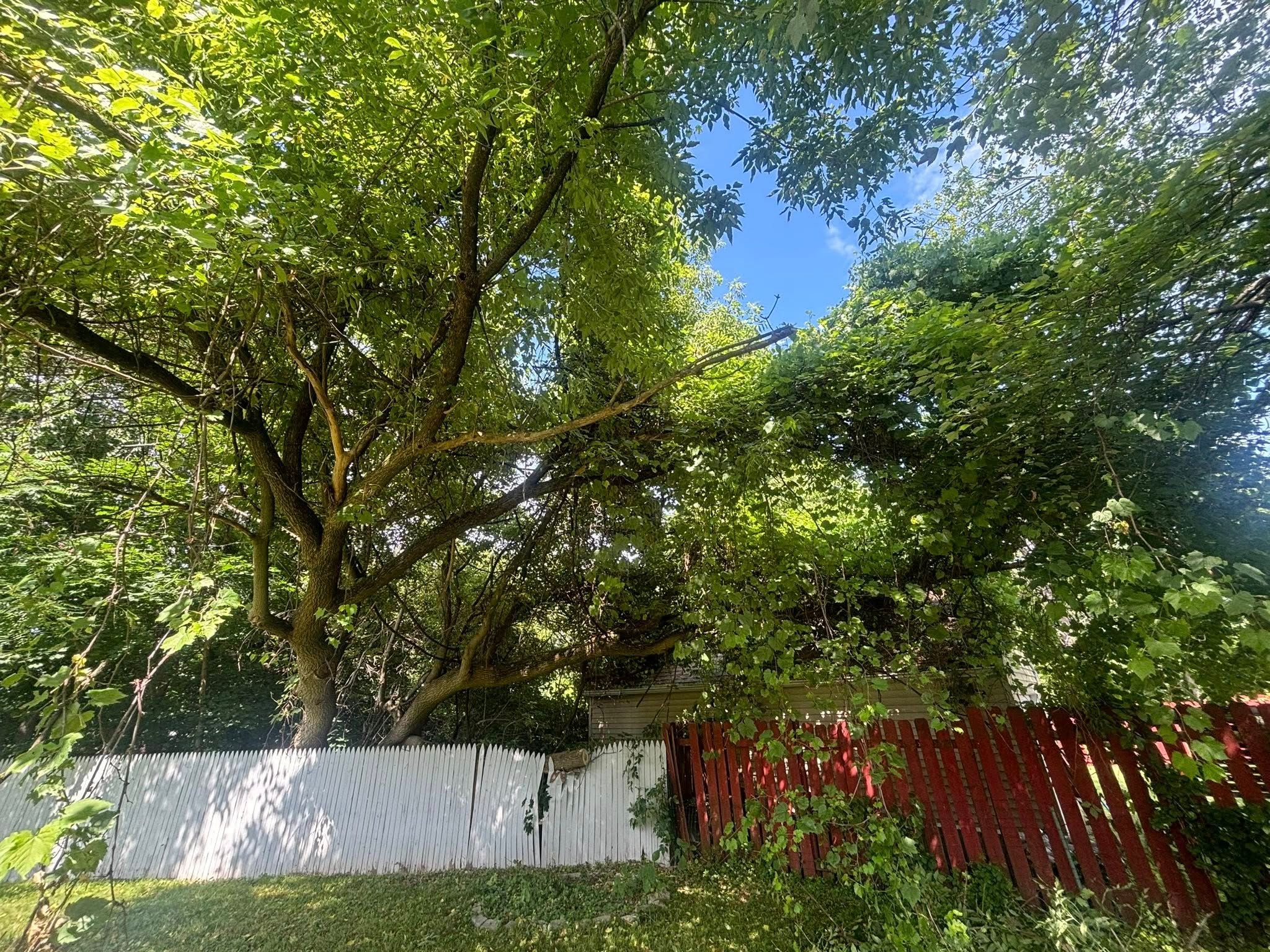  for T's Trees in Albany, NY