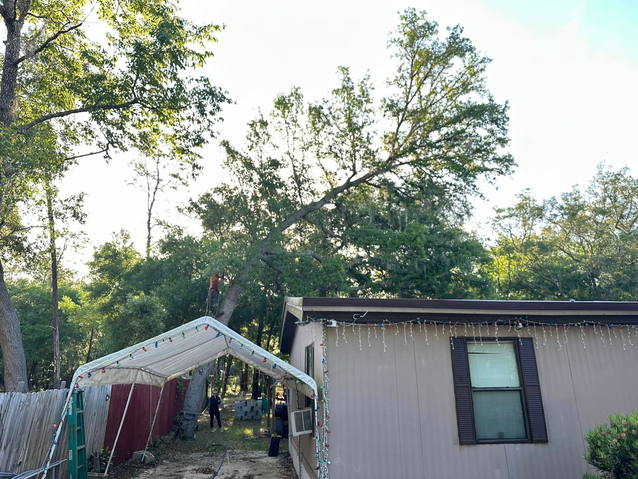  for Mr Timber in Ocala, FL