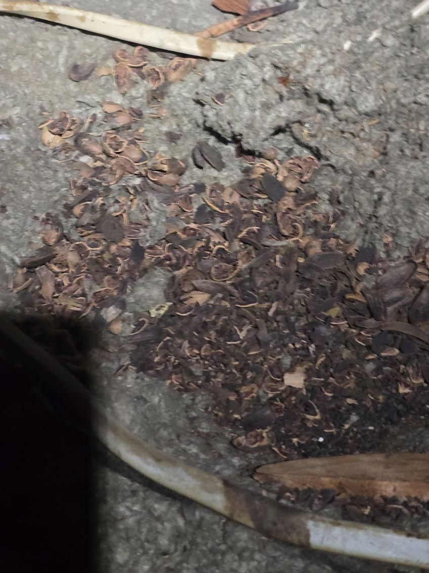  for Watcha GOT Electrical  in Graford,  TX