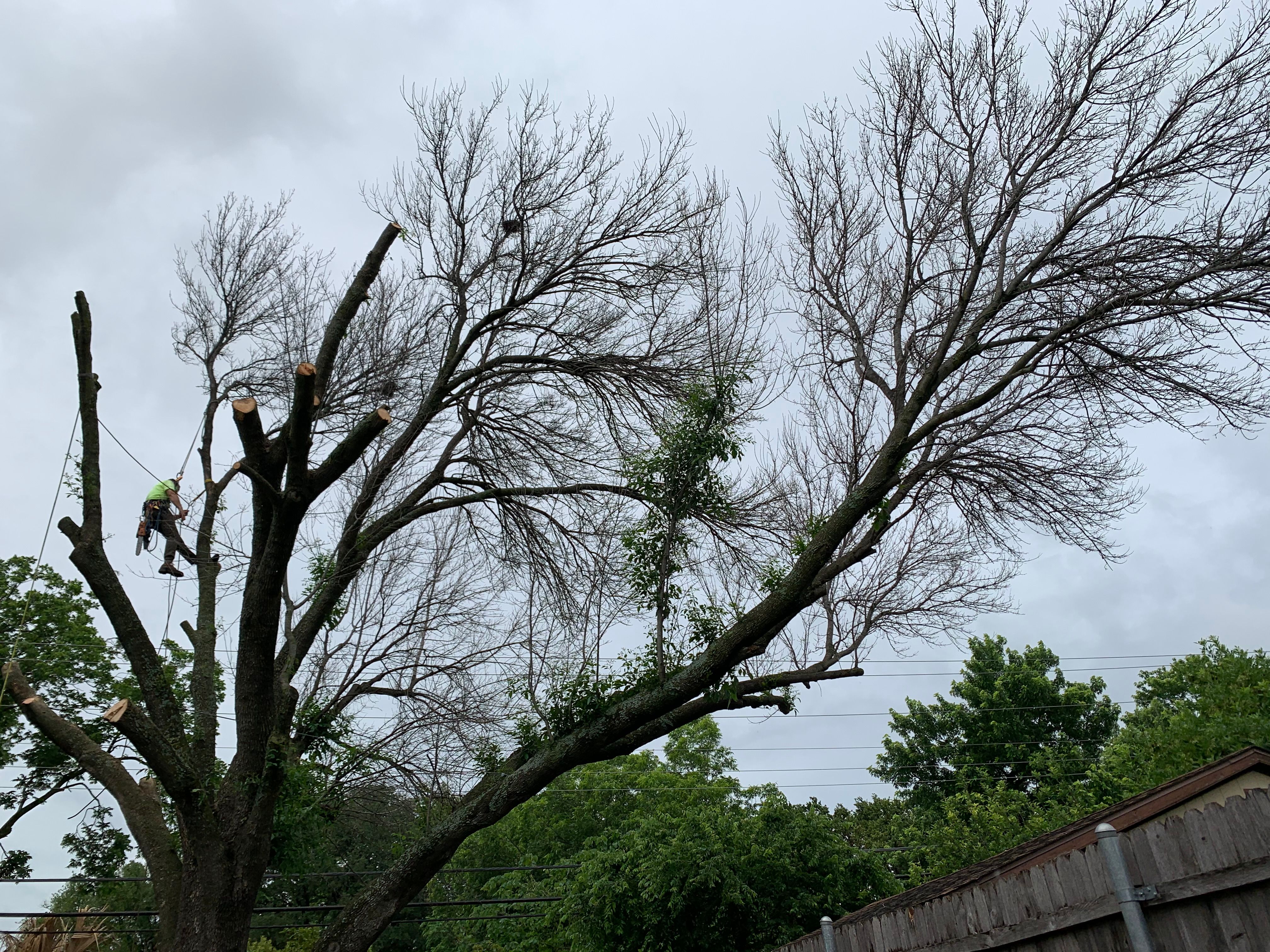  for TLC Professional Tree Service in Bedford, TX