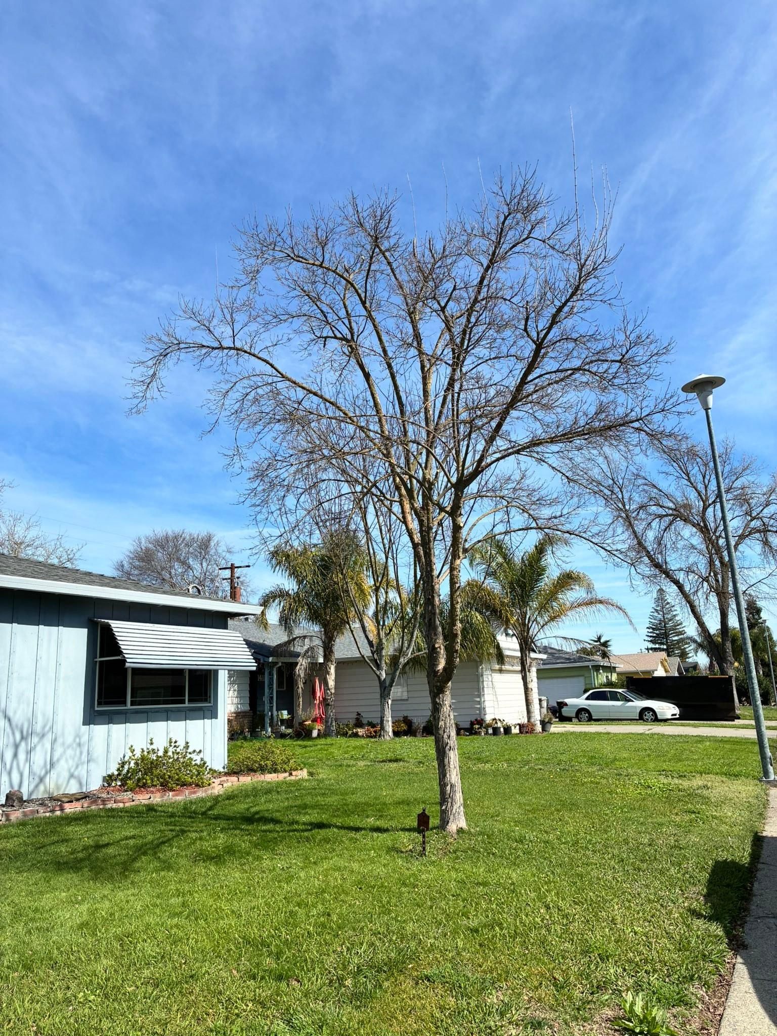 All Photos for Sammy's Tree Services in Sacramento, CA