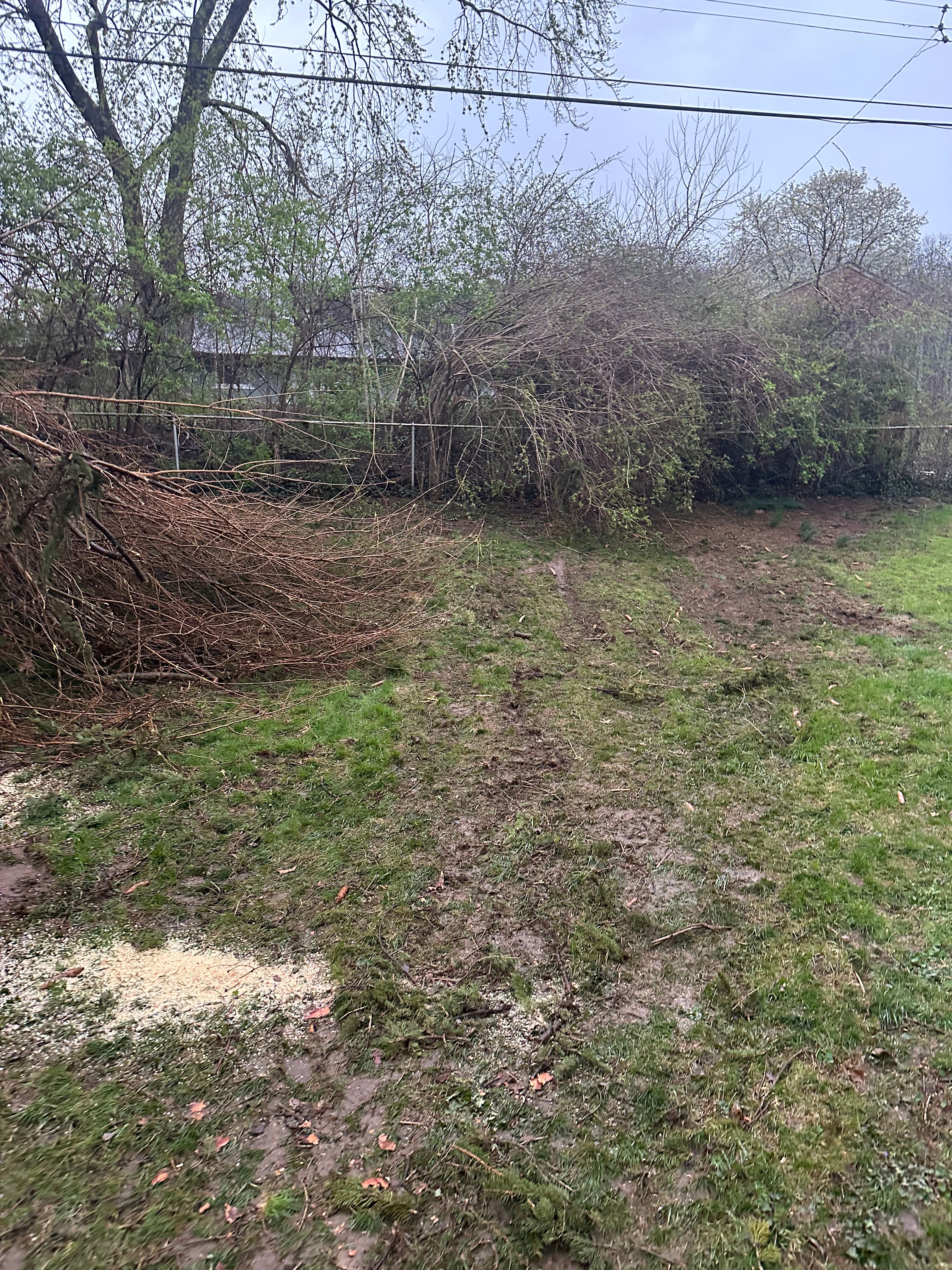 All Photos for Pro Tree Trim & Removal, Llc in Dayton, OH