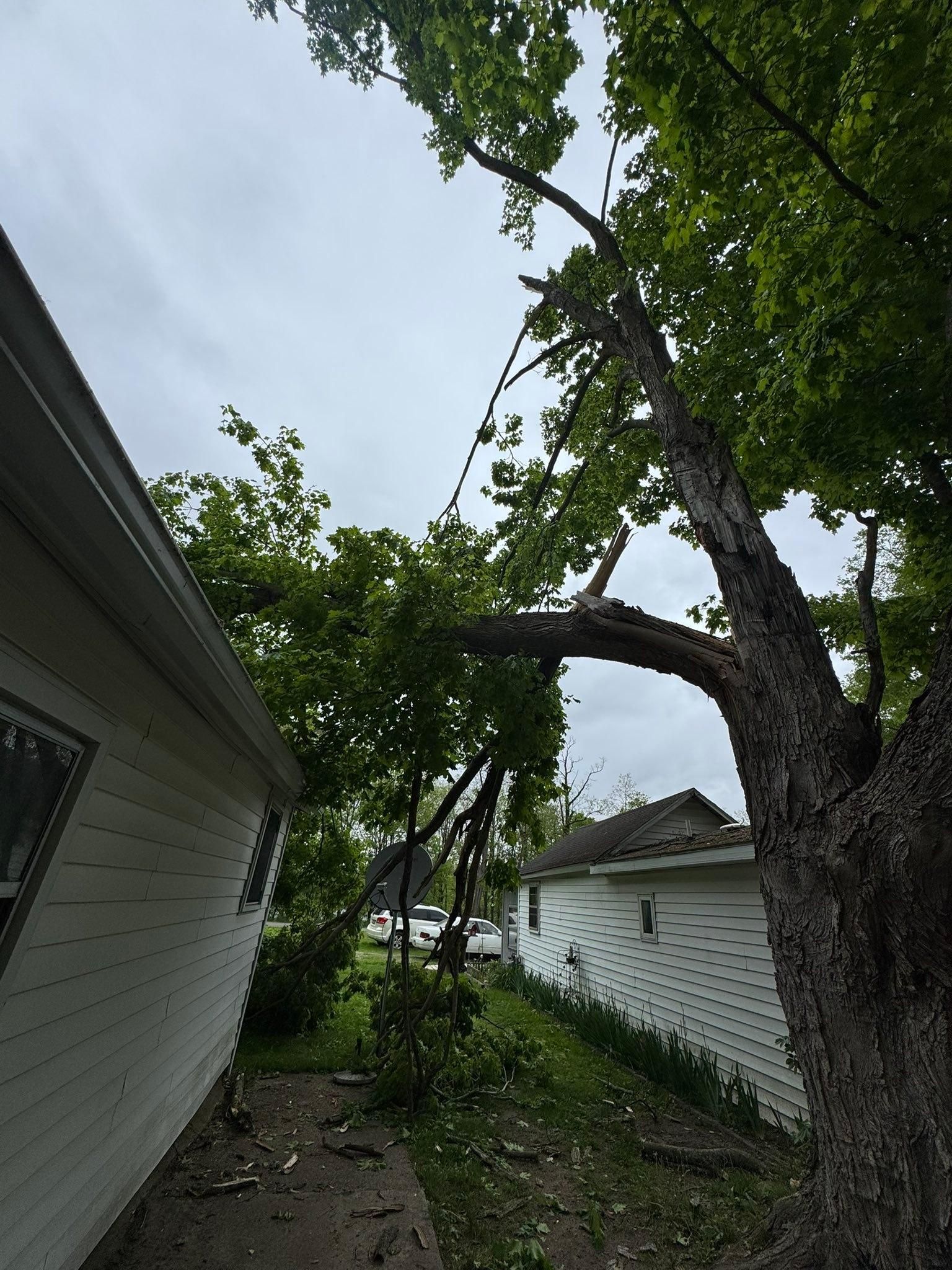 for Branching Out Tree Service in Hastings, MI