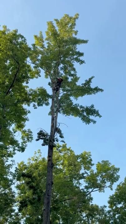  for Skys The Limit Tree Management in Morehead, KY