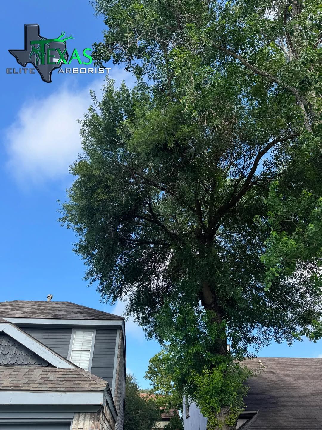  for Texas Elite Arborist in Houston, TX
