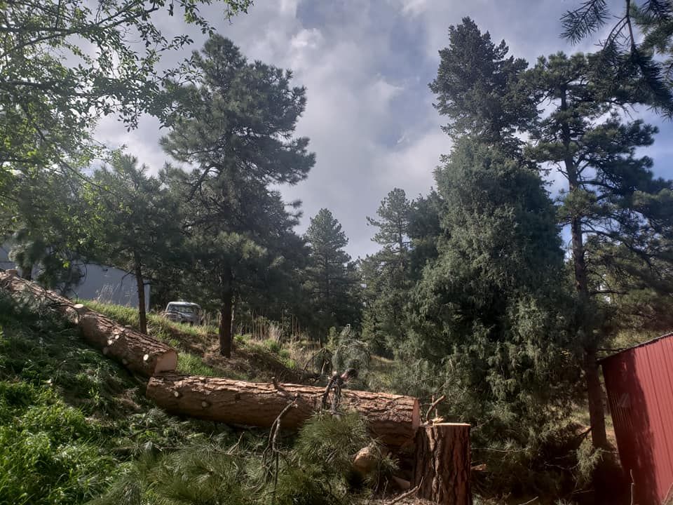  for Sloan Tree Service in Aurora, CO