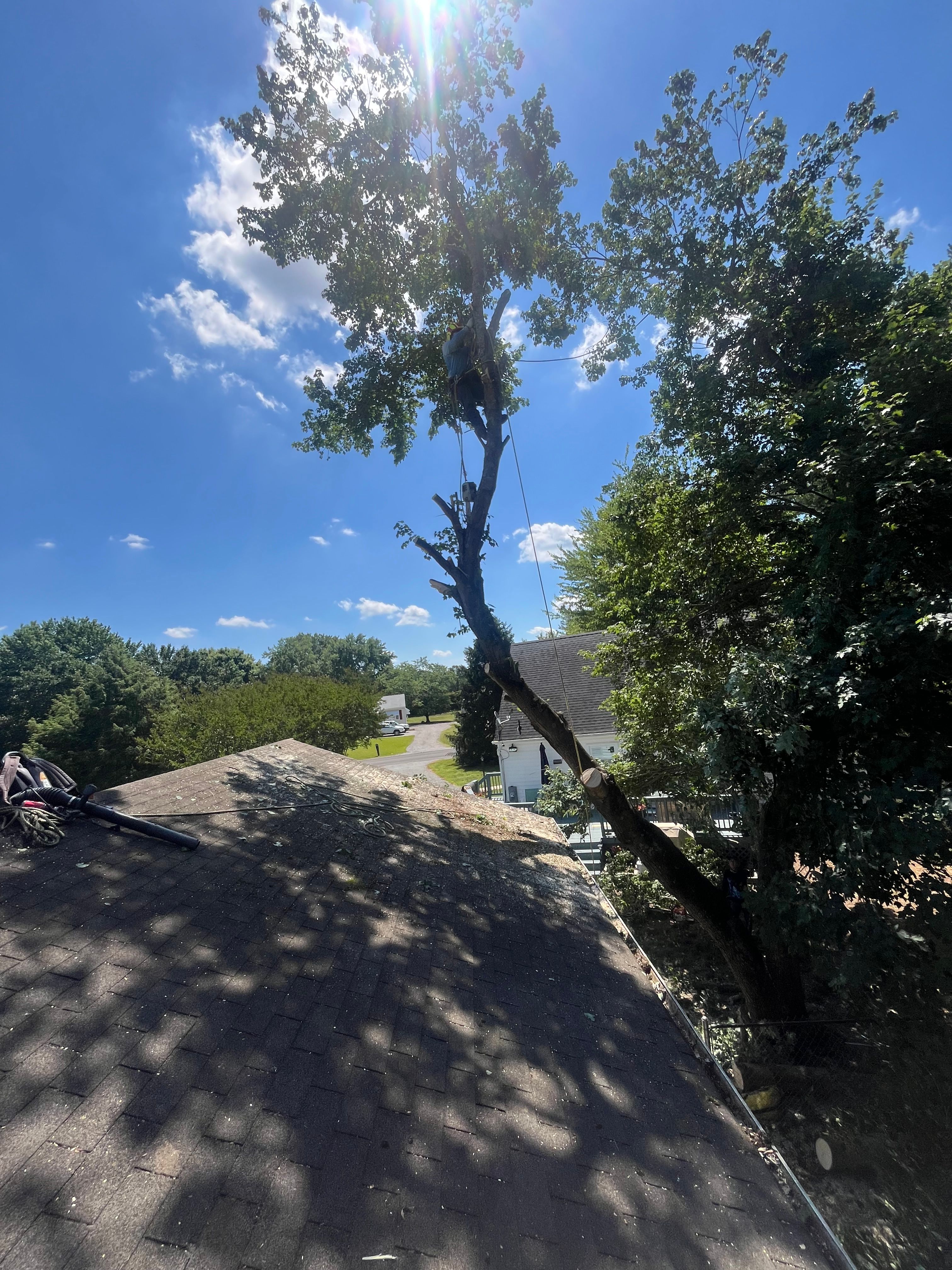  for Ricky's Tree Service & Property Care in Orange, VA