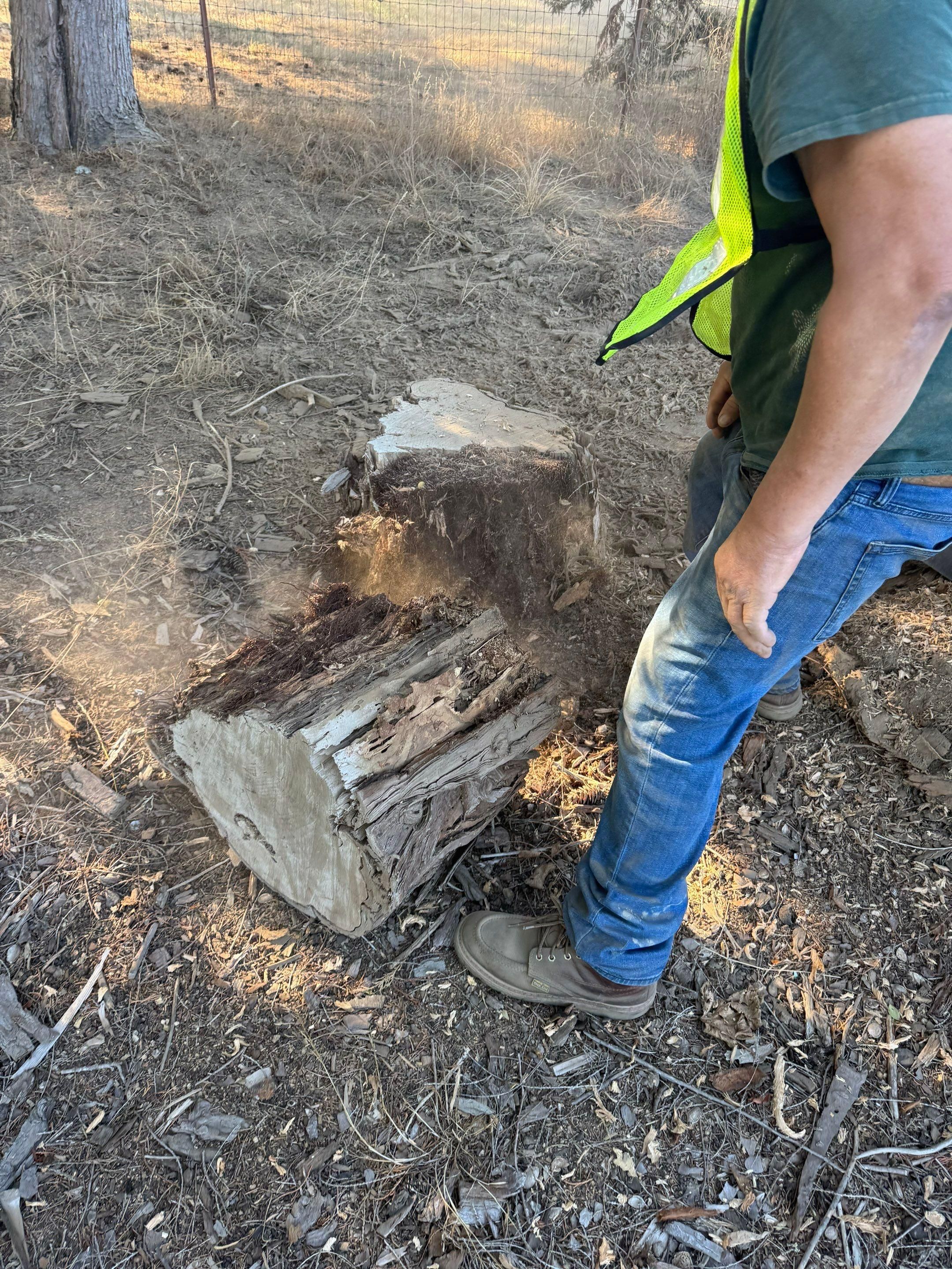  for Willamette Landscaping and Tree Services in Albany, OR