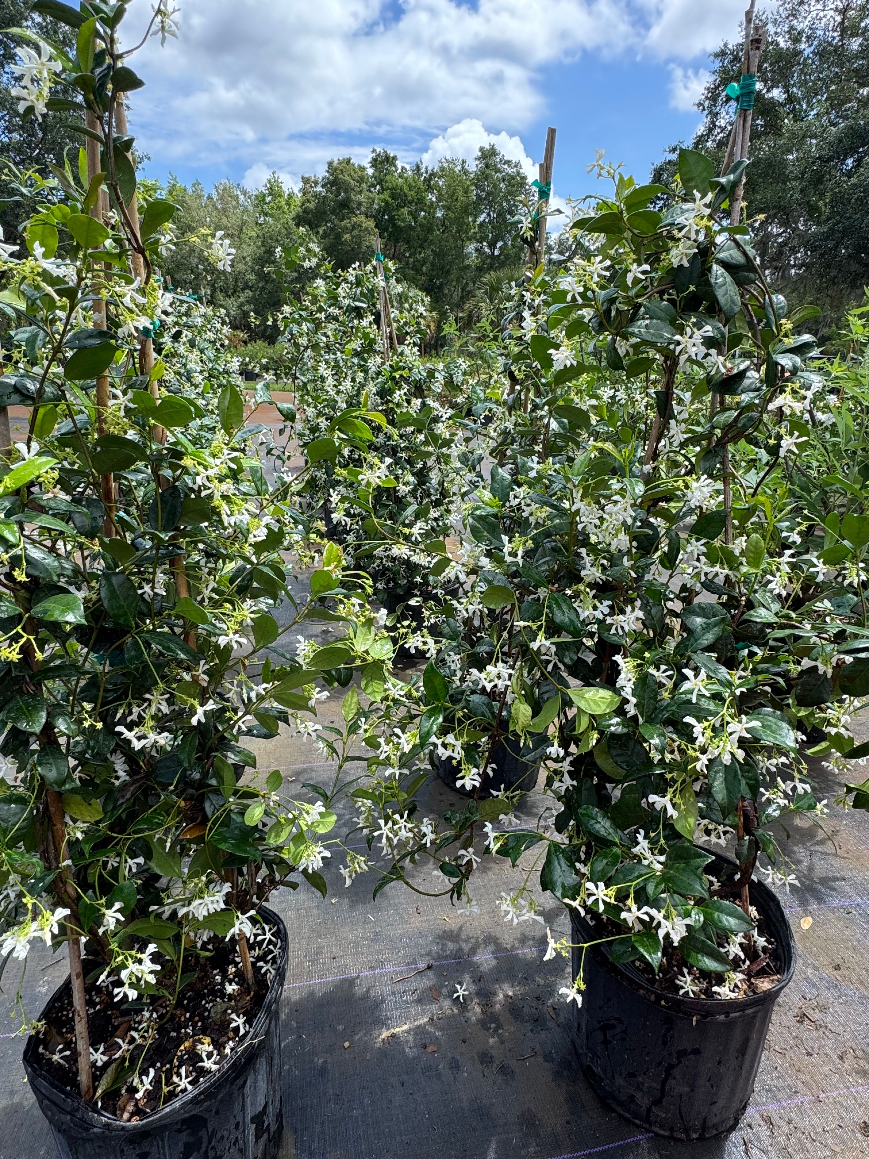  for Southern Roots Tree Farm in Crystal River, FL