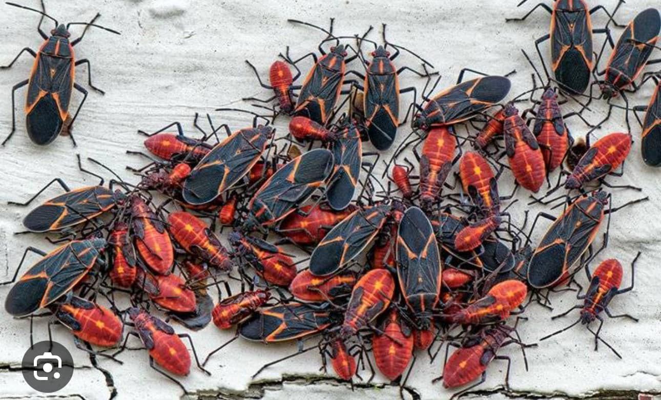  for All-In Pest Control & Home Solutions in Worthington, IN