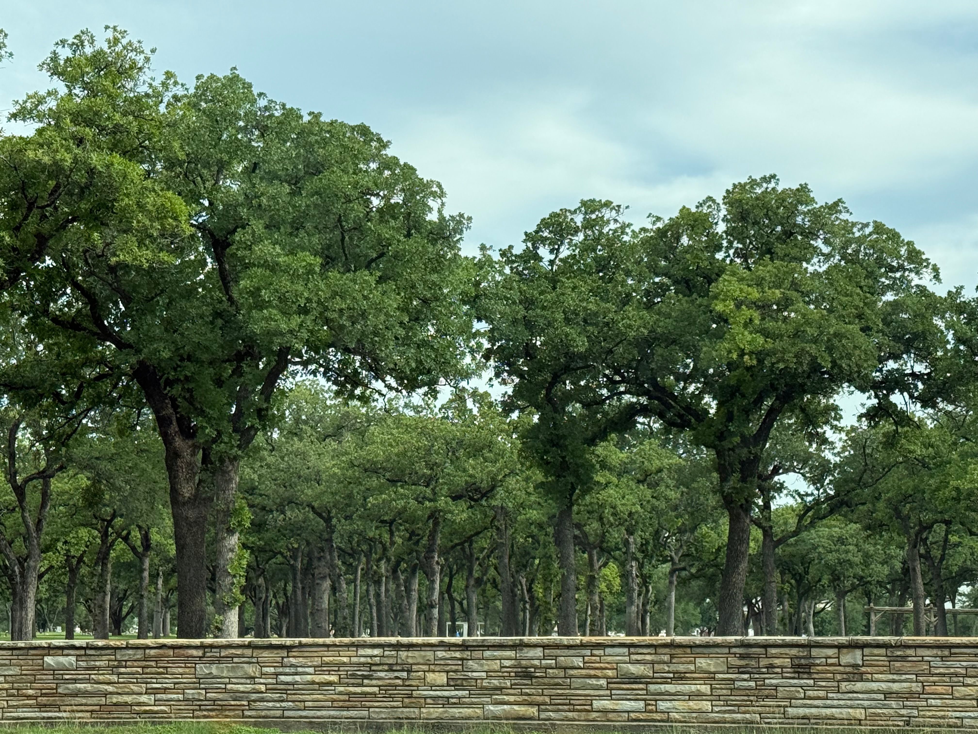 Tree Removal for Blu-J Tree Care in Arlington, TX