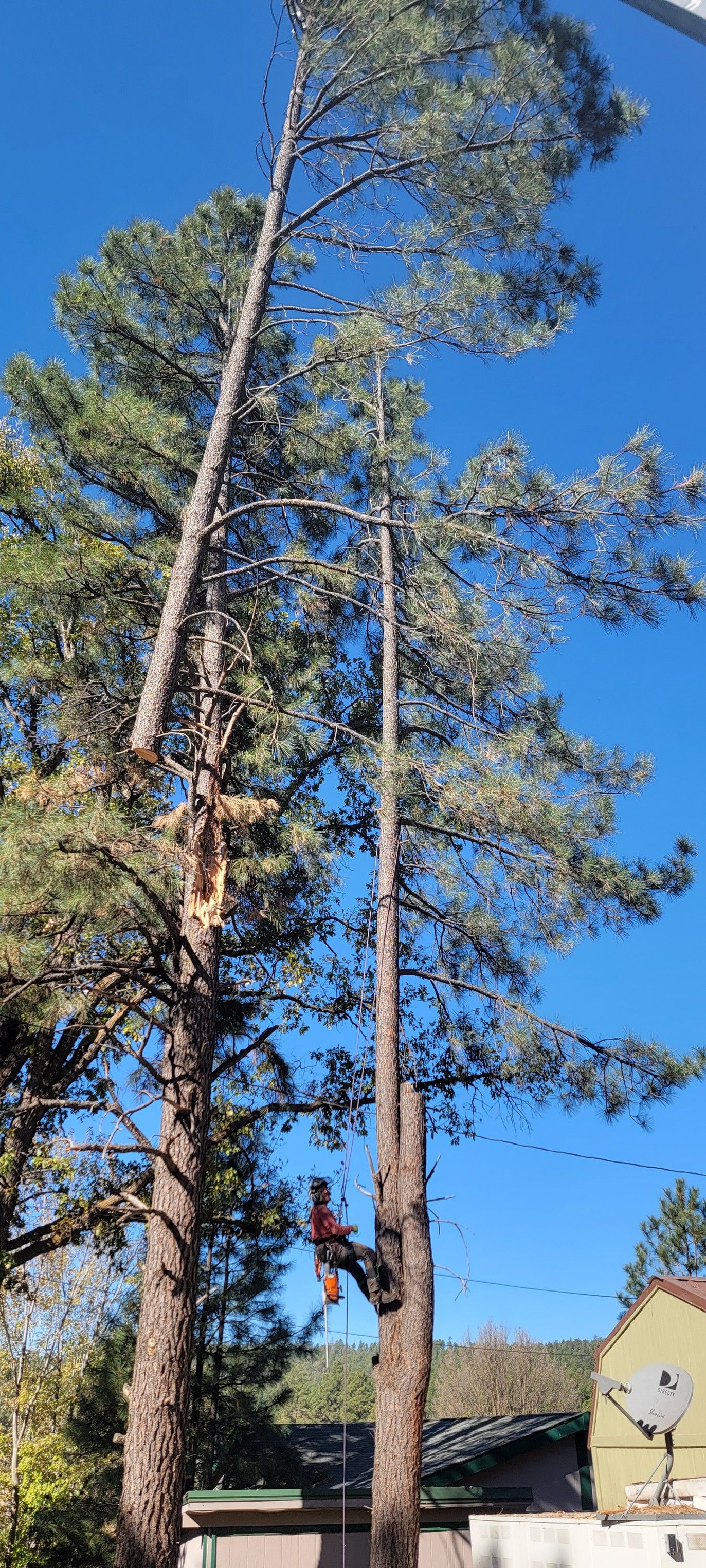  for StockPro Tree Specialists in Show Low, AZ