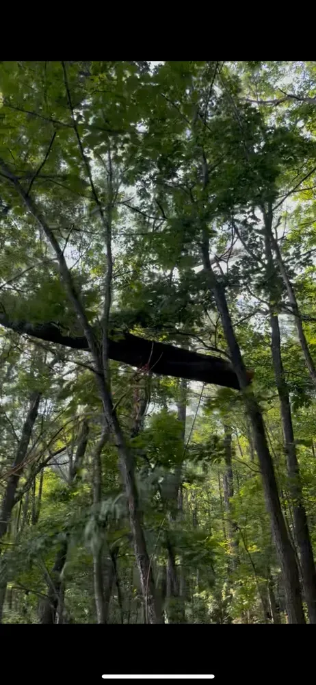 All Photos for Licensed to Cut Tree Service in Athens, PA