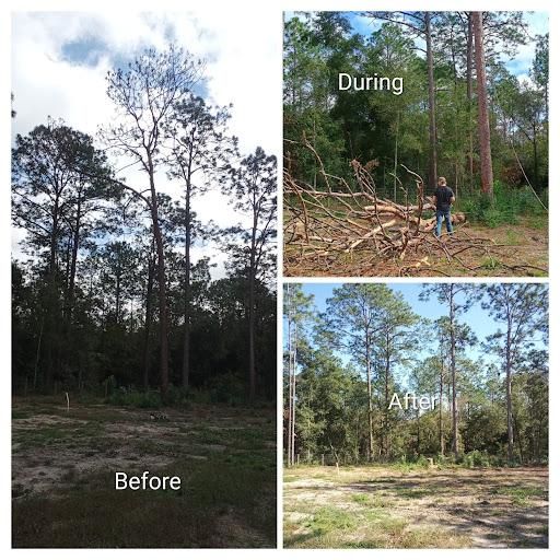 All Photos for Asbell's Tree & Land Services in Gilchrist County, FL