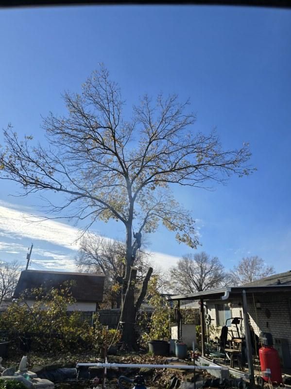  for Oklahoma Tree Guy in Bartlesville, OK