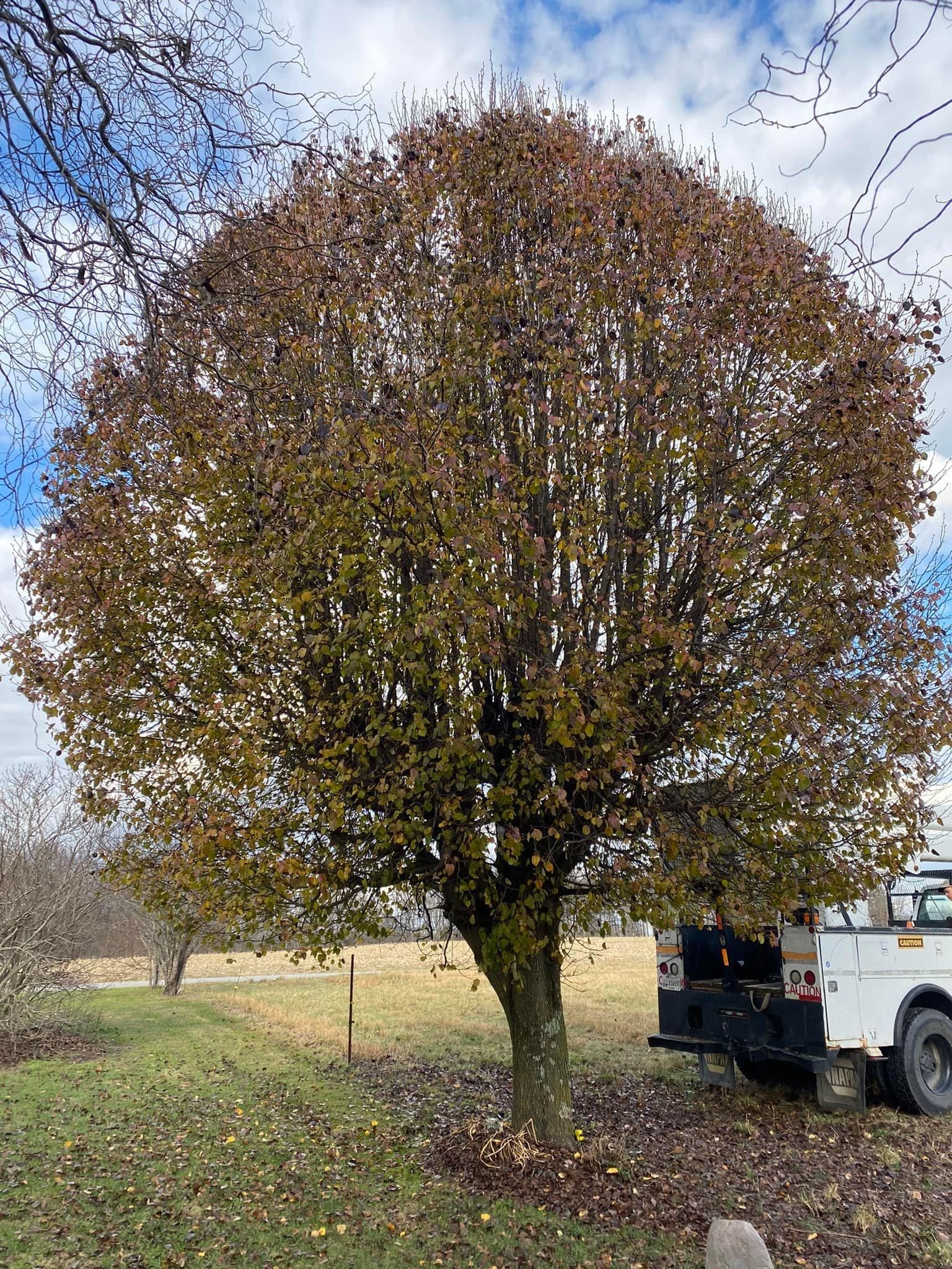 Fall and Spring Clean Up for Atwood’s Tree Care in Liberty,  KY