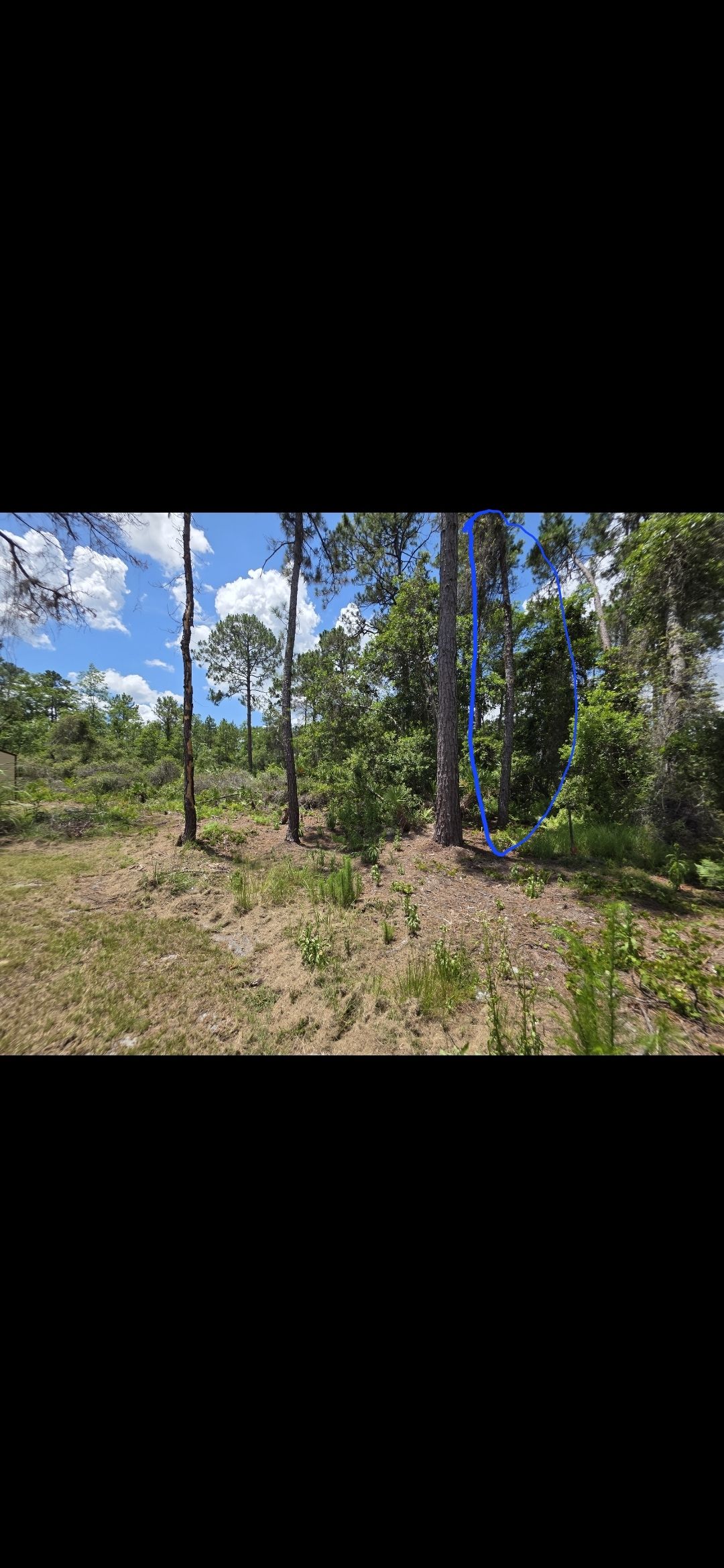 All Photos for Highlife Tree Care And Landscaping in Altamonte Springs, FL
