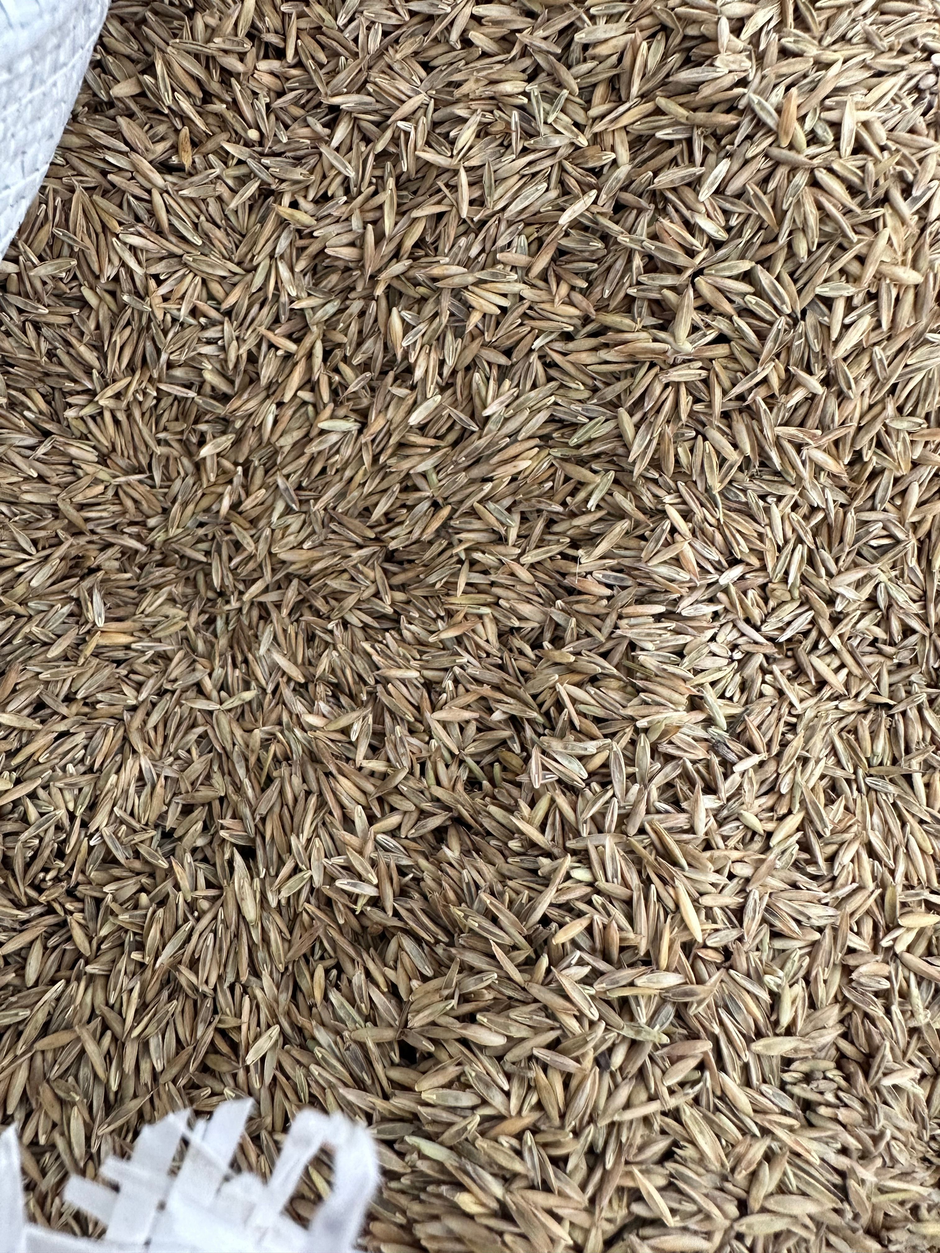  for Pecina Pine Needles in Monroe, NC