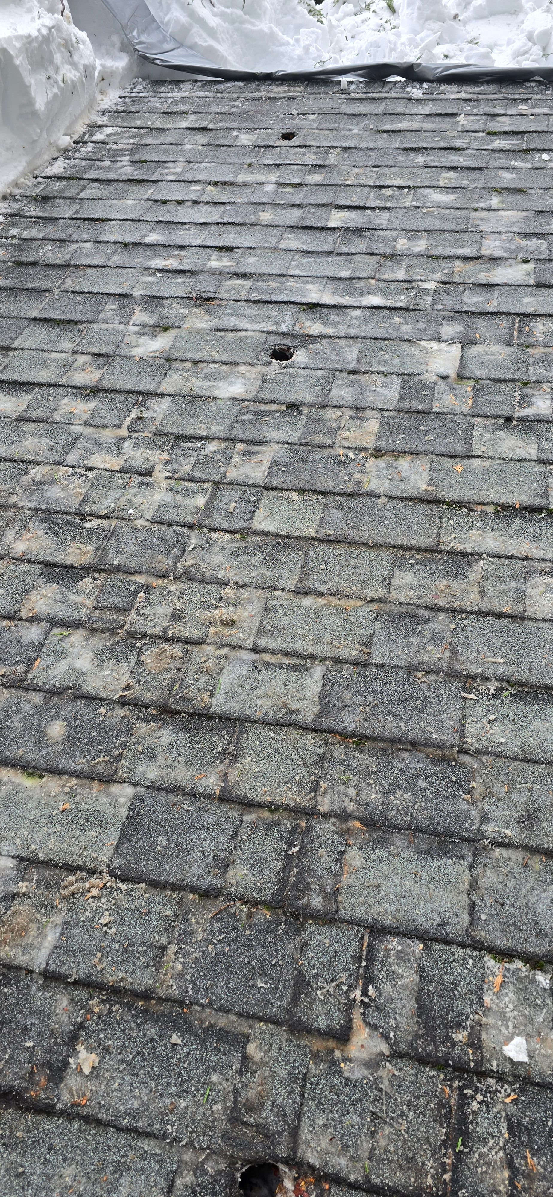  for George Staddan's Professional Tree Care in Placerville, CA