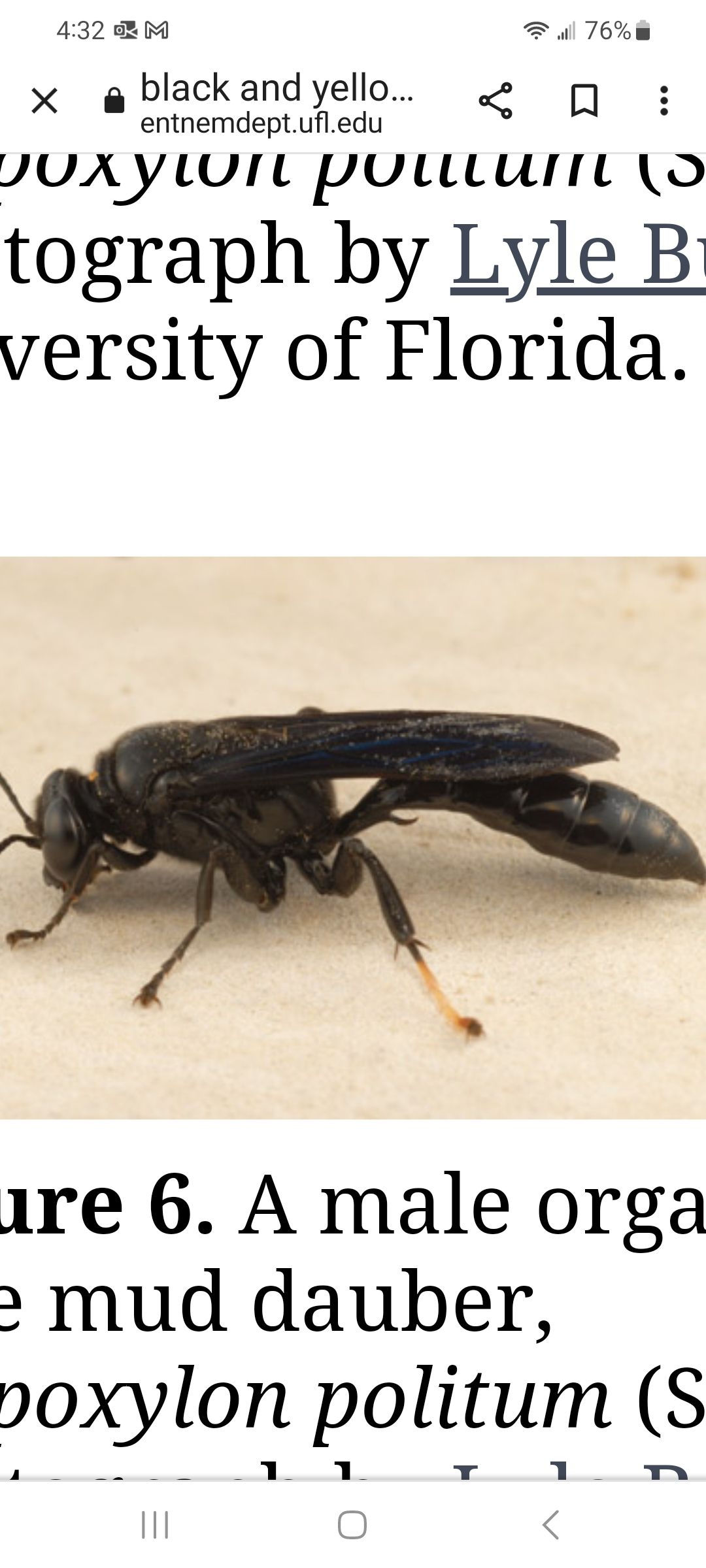  for Niko's Pest Control in Las Vegas, NV