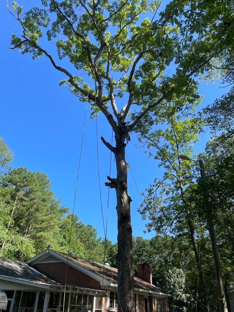 Tree Removal for Rosales Landscaping LLC in Lake Gaston, North Carolina