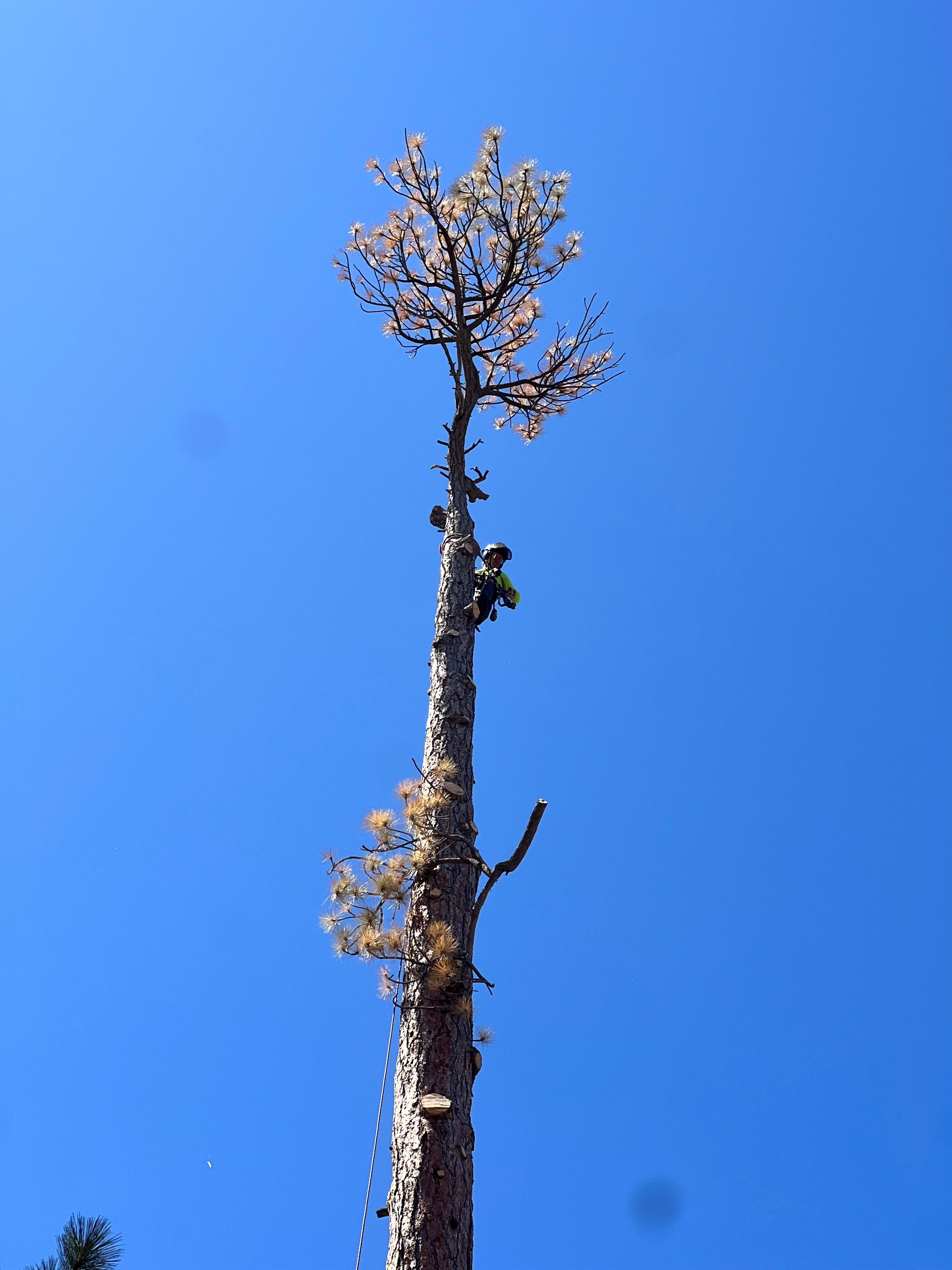  for Poseidon Valley Tree Service Corp in San Bernardino, CA