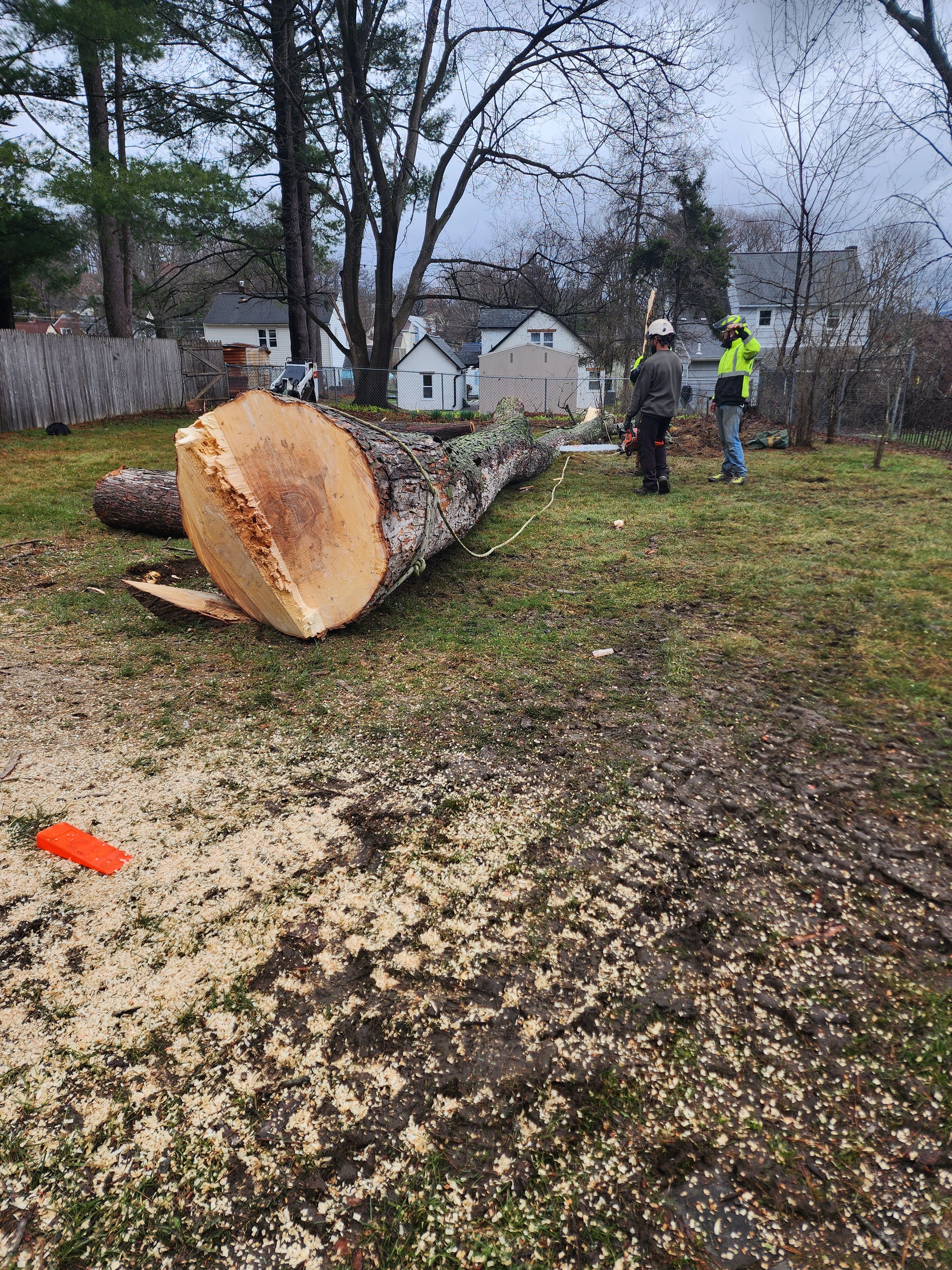 Tree Removal for Licensed to Cut Tree Service in Athens, PA