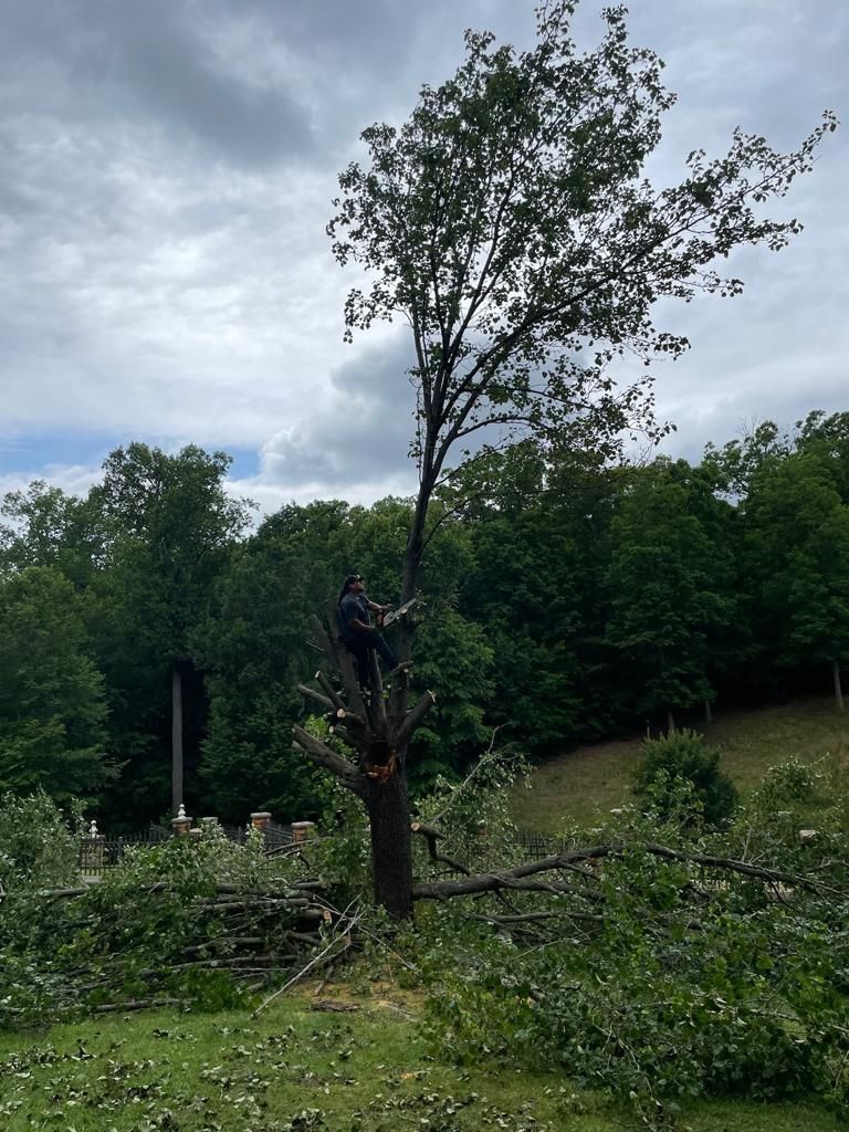 Tree Removal for Rosales Landscaping LLC in Lake Gaston, North Carolina