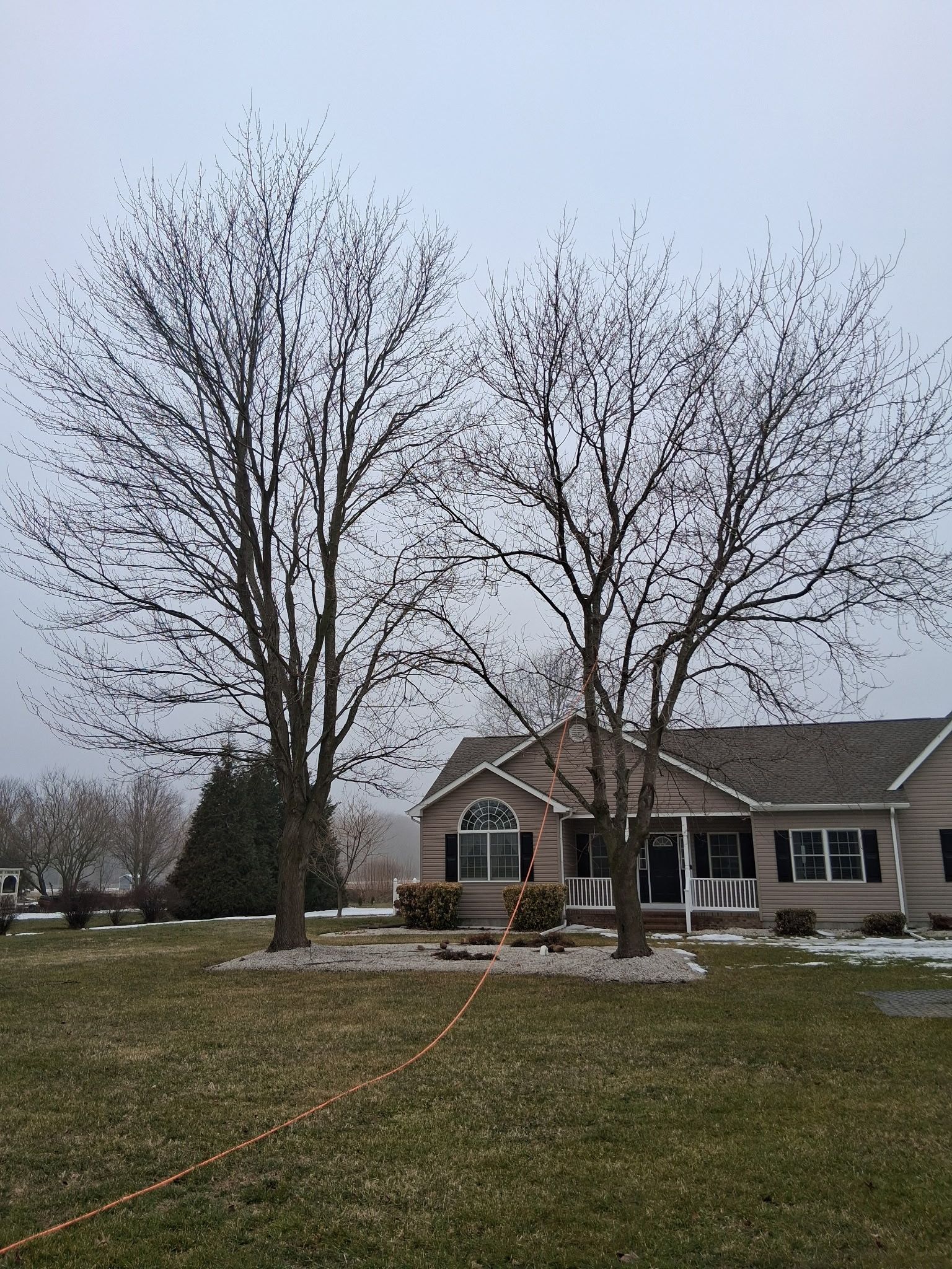  for Loockerman's Tree and Stump Removal in Dover, DE