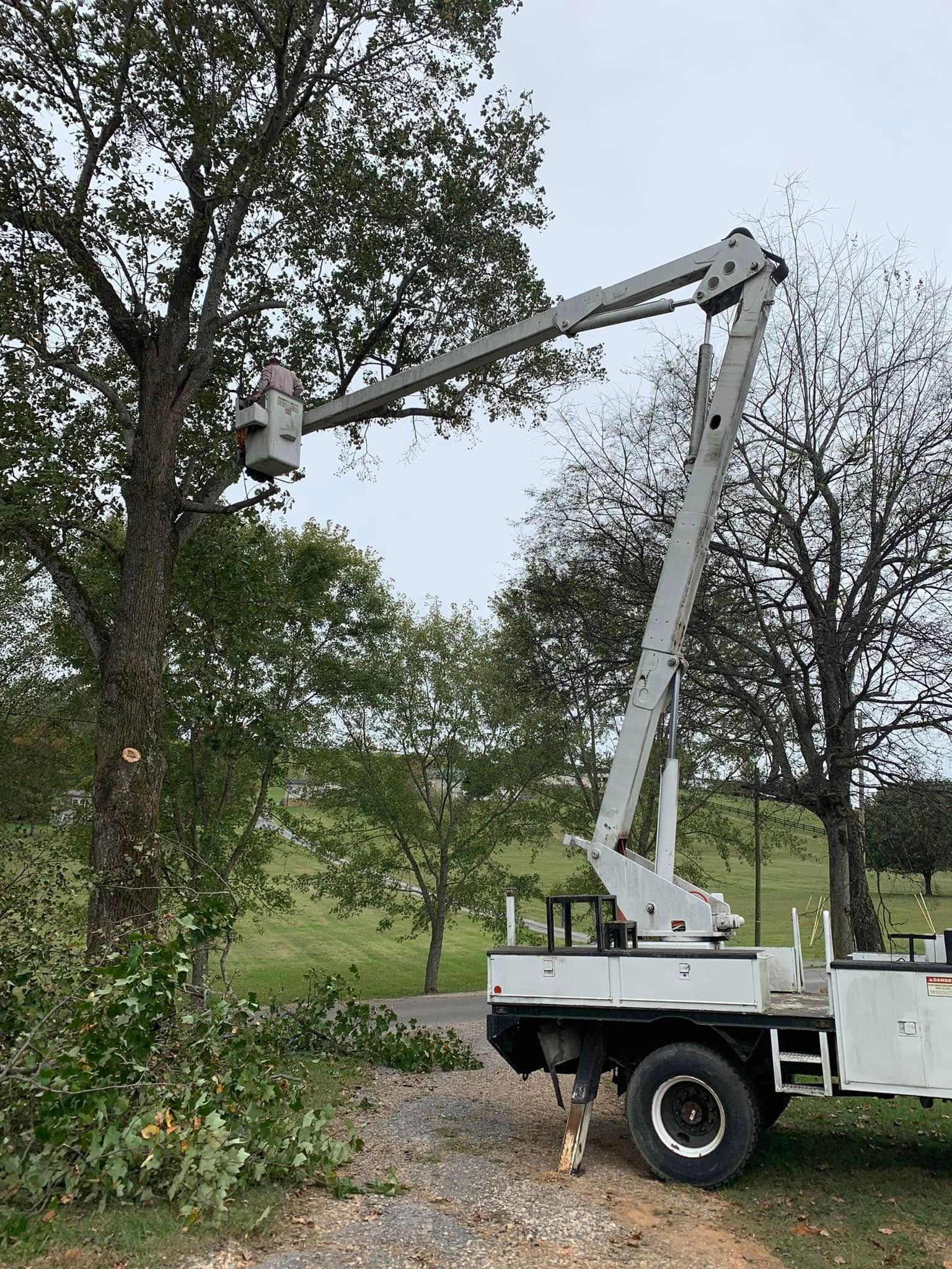  for Grainger Tree Service in Blaine, TN