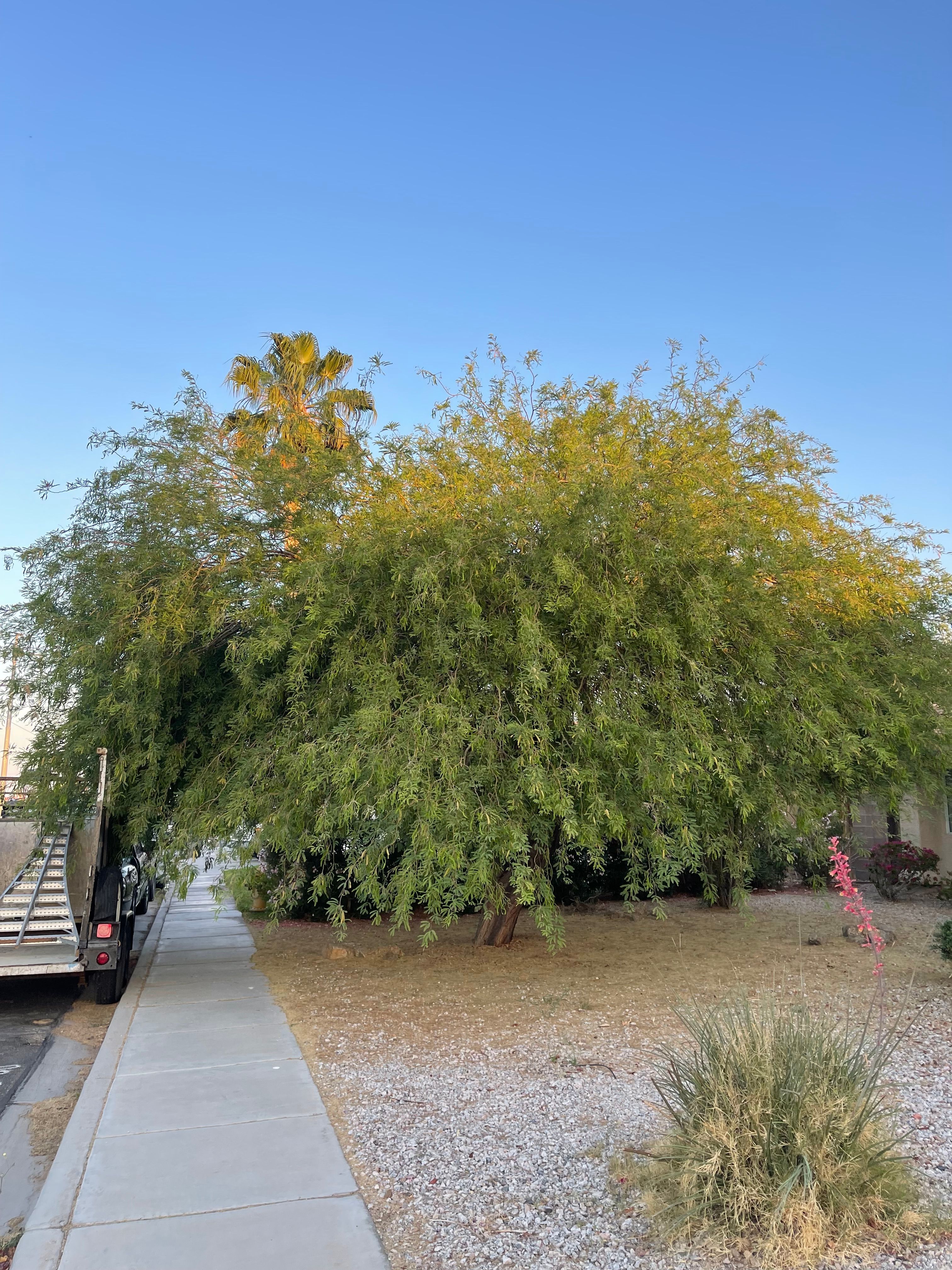  for Oliver L. Palm & Tree services in Yuma County, AZ