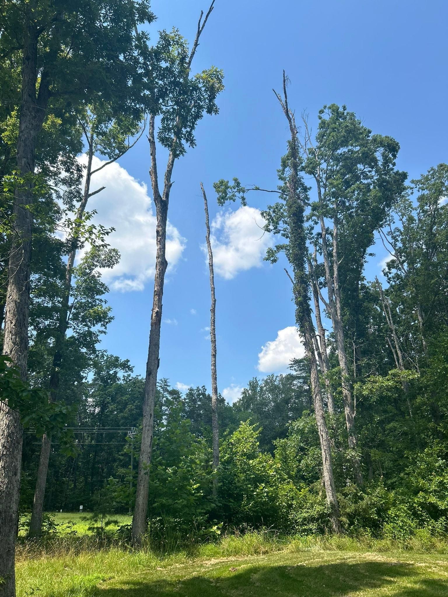  for Branch Out Tree Care LLC in Fredericksburg, VA
