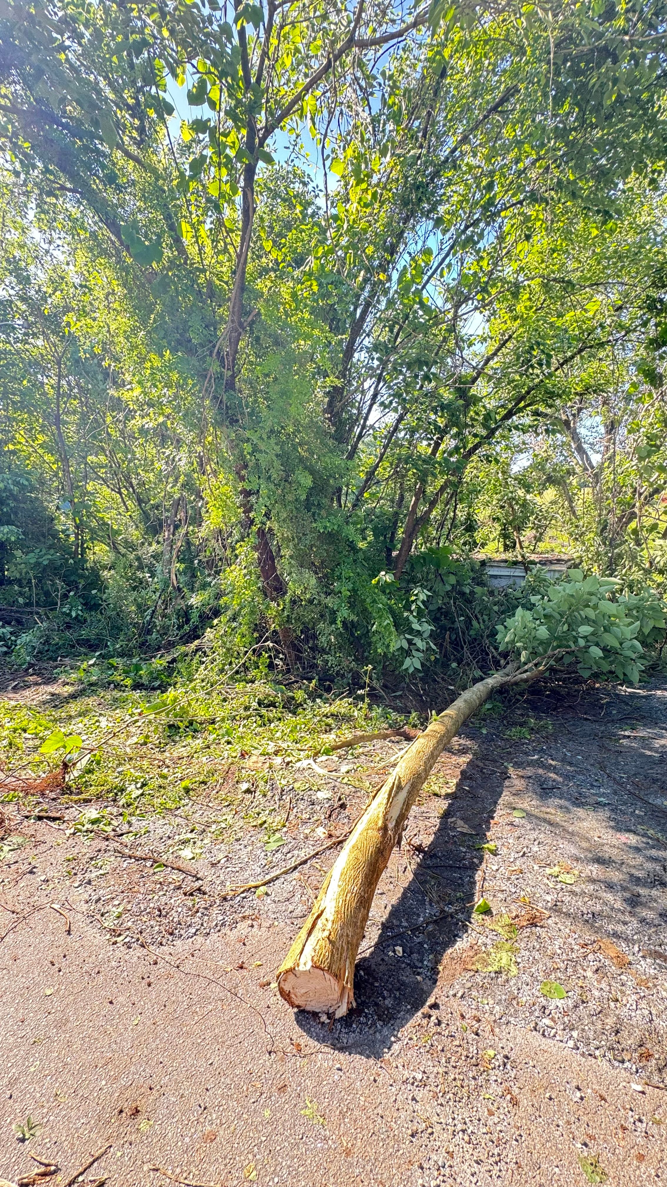  for Owens Tree Services in Inman, SC