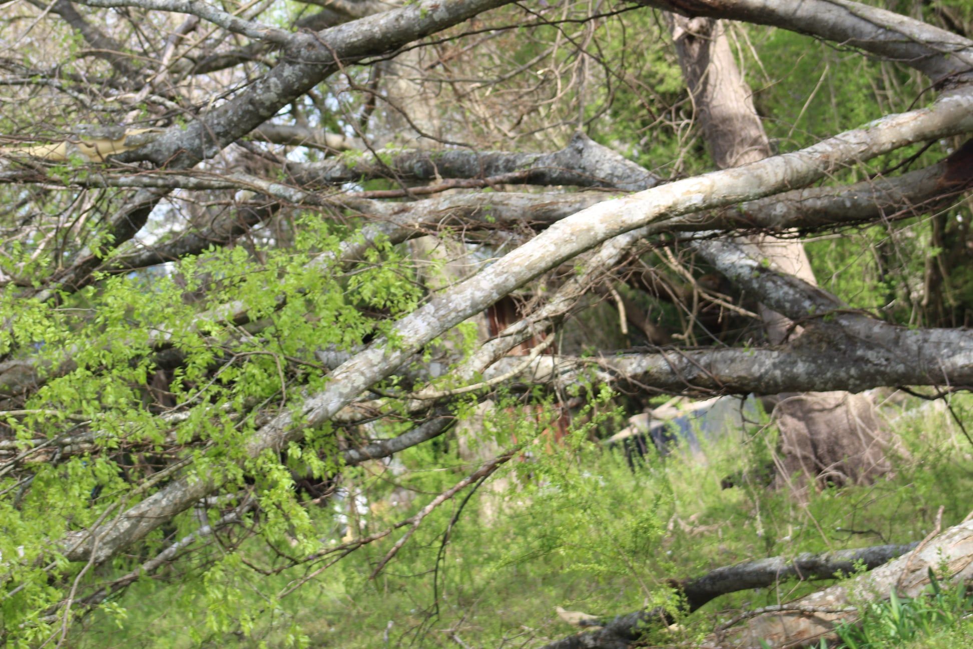  for DNA Tree Service in Birmingham, AL