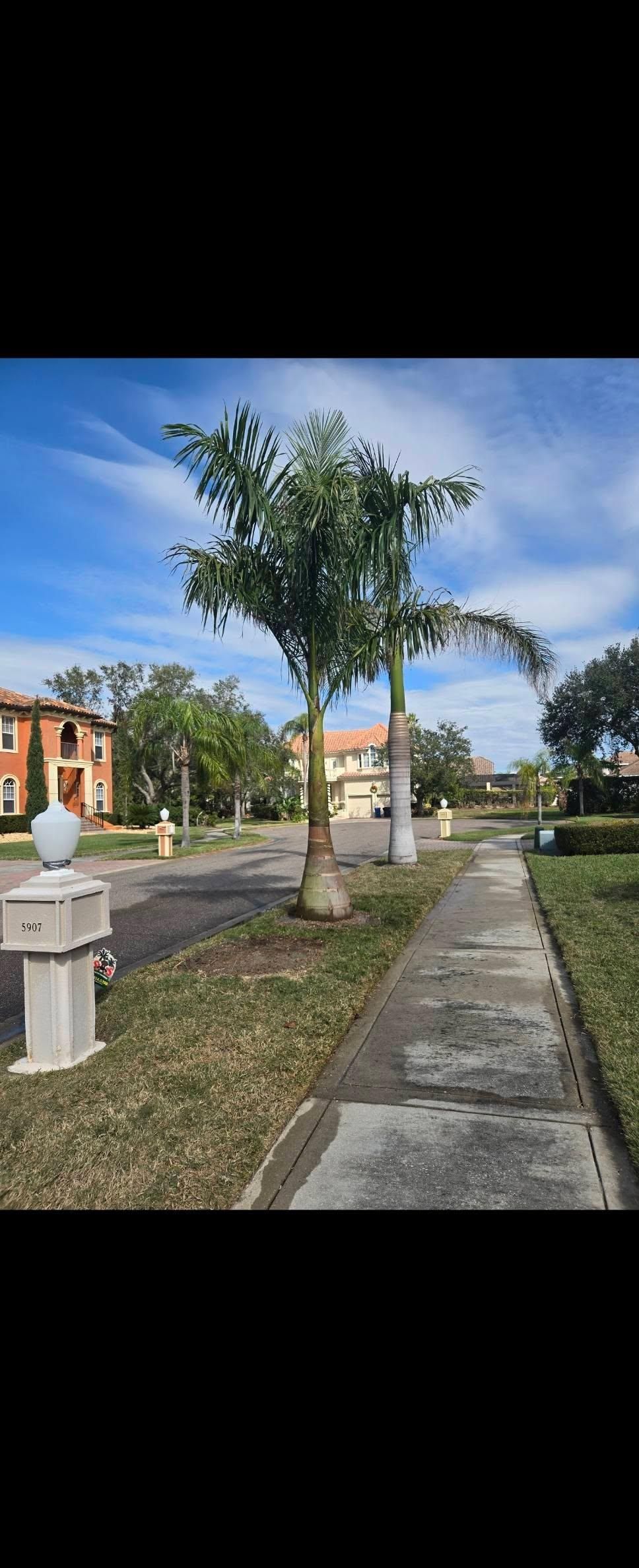 All Photos for TREE BOYS in Ruskin, FL