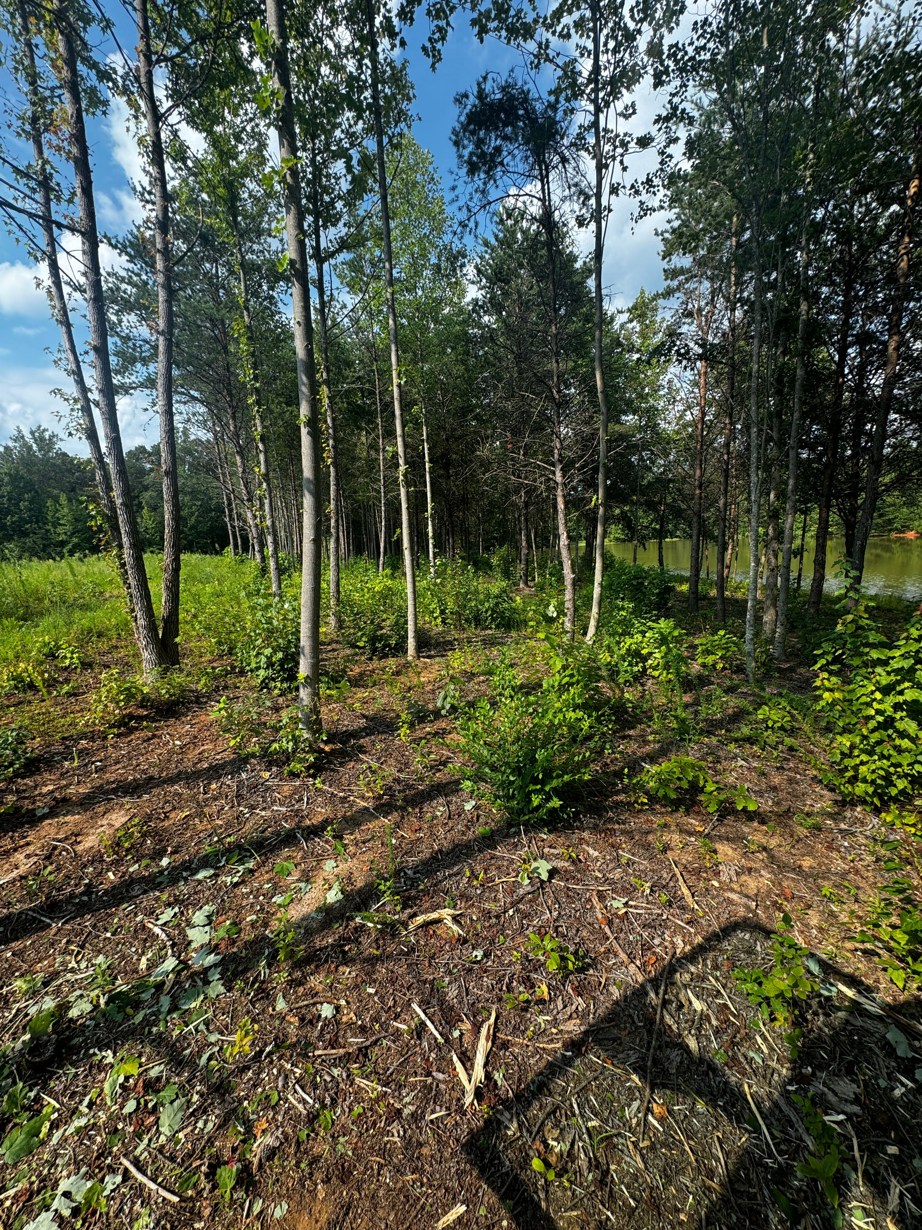  for Cone Grading and Land Clearing in Summerfield, NC