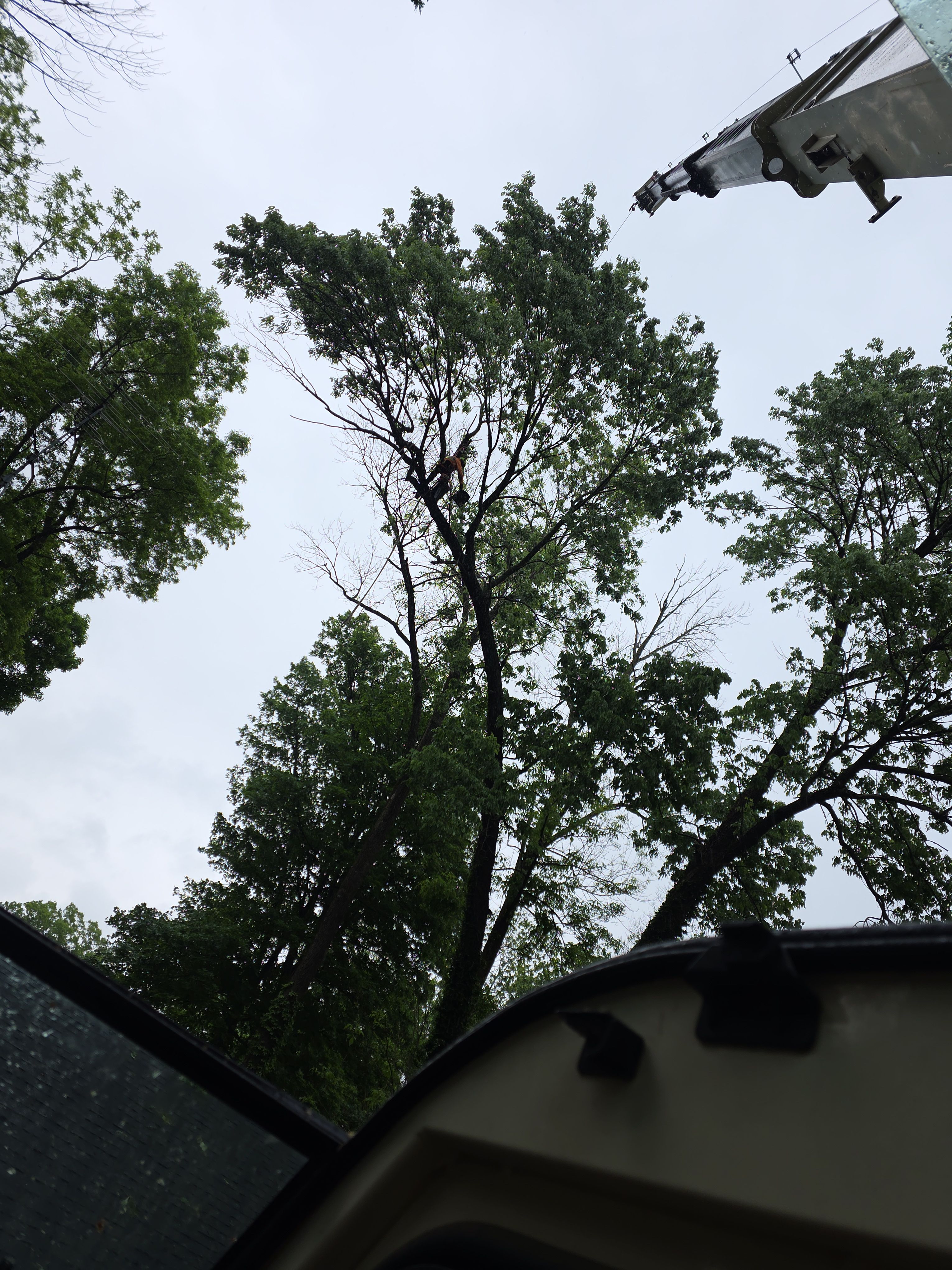  for Advanced Tree Solutions in Rockville, IN