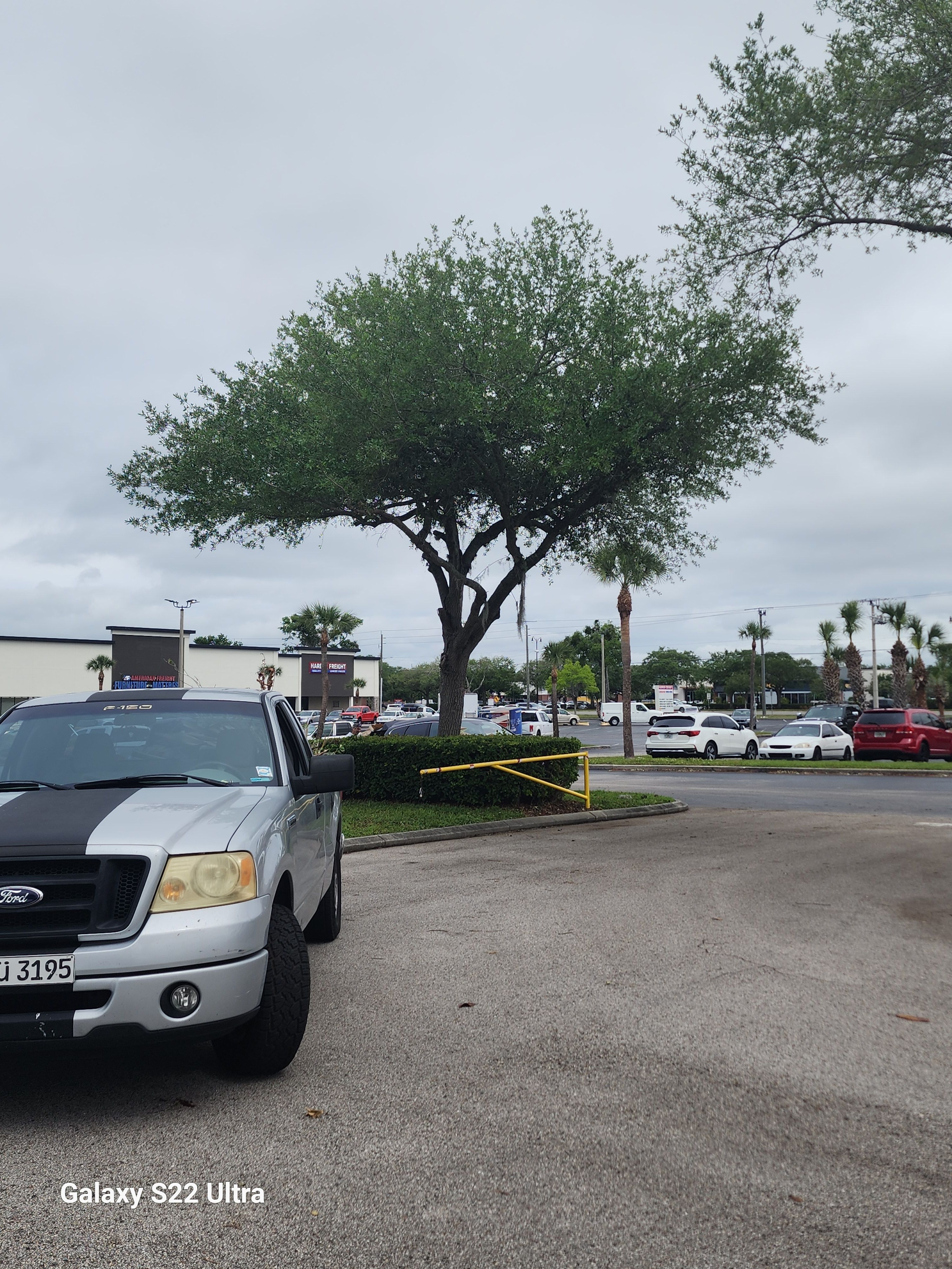 All Photos for Highlife Tree Care And Landscaping in Altamonte Springs, FL