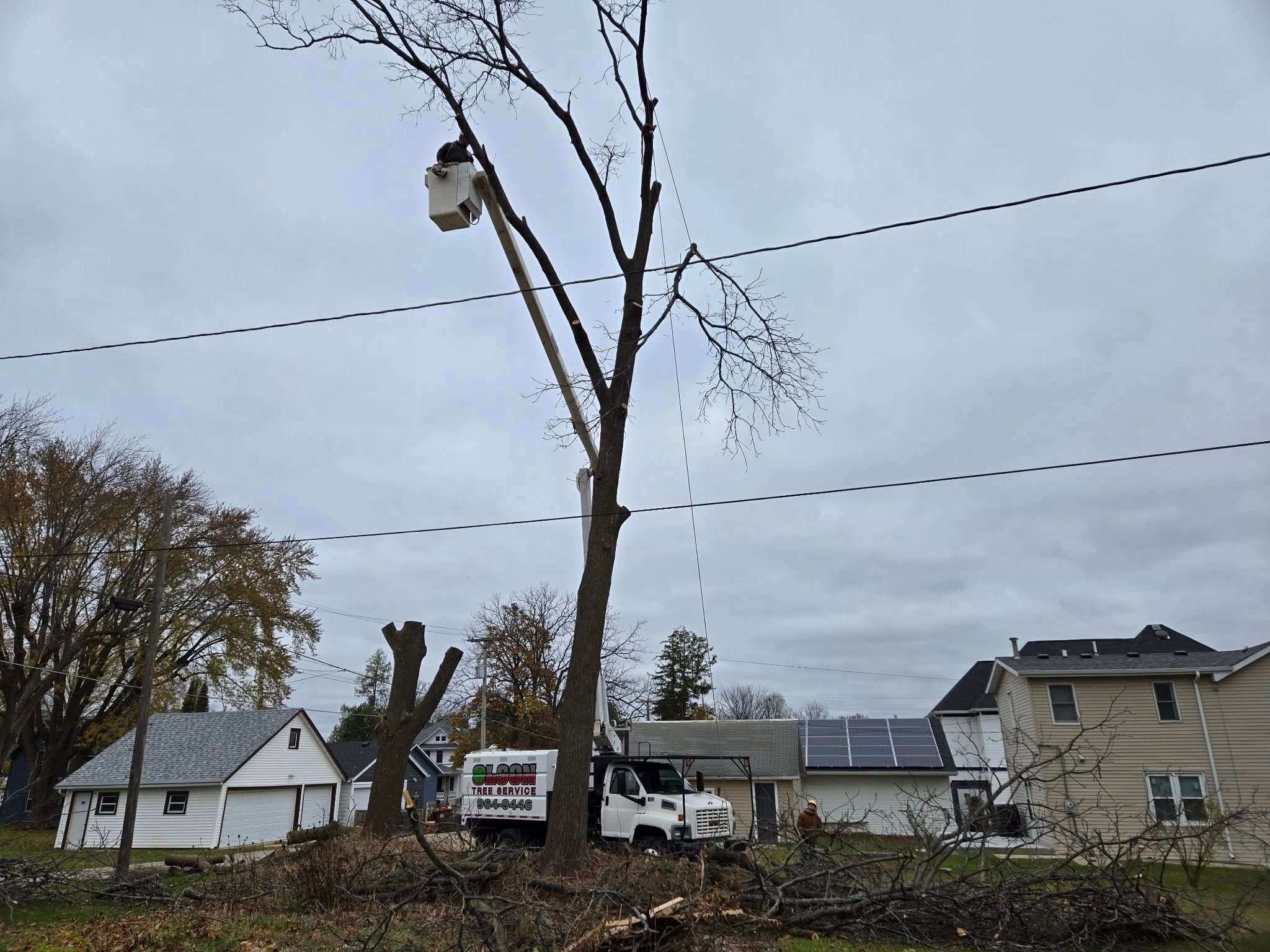 Tree Removal for Olson Tree Service, Inc in Winnebago County, IL