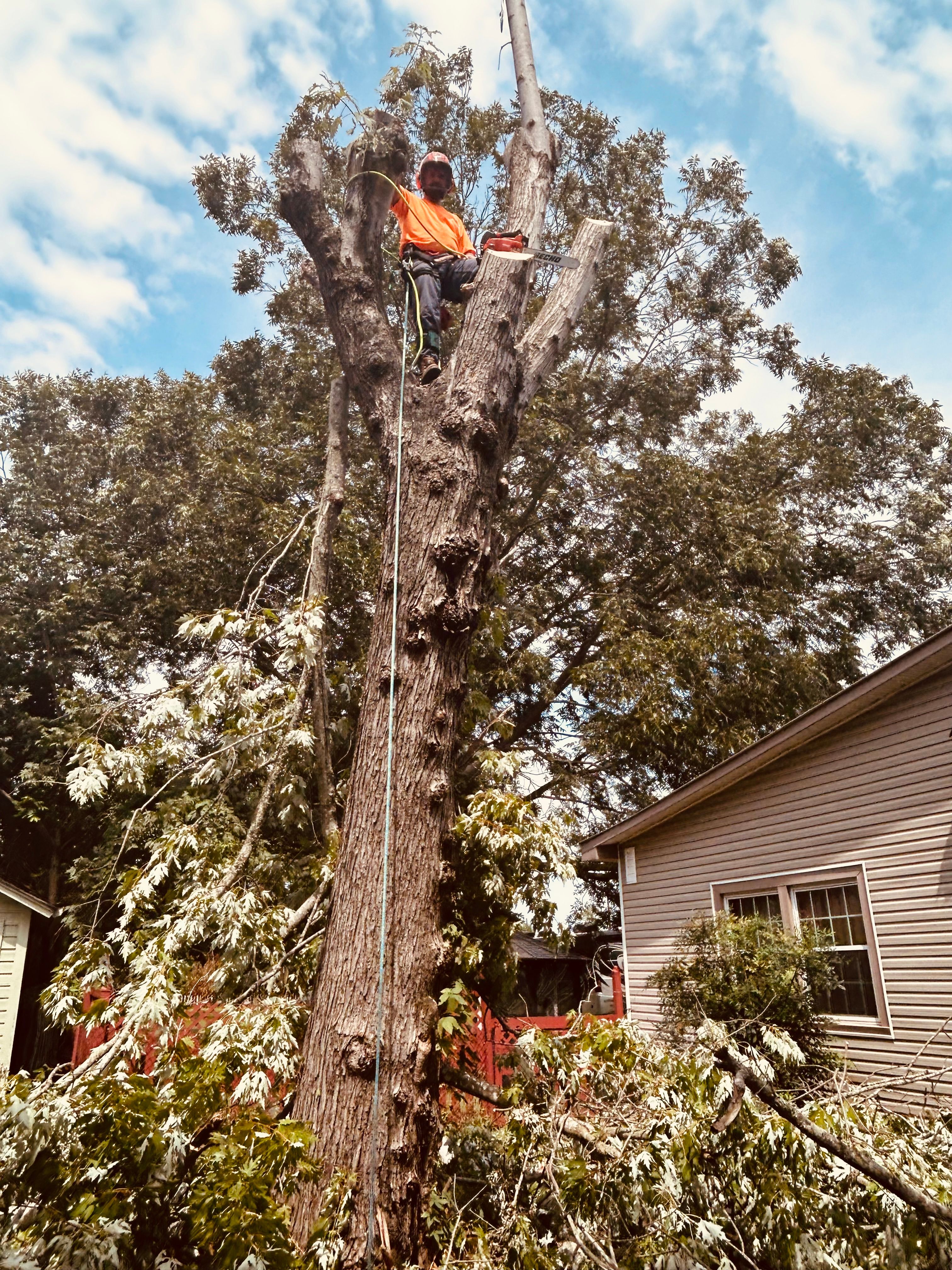  for McBee’s Tree Service in Sewanee, TN