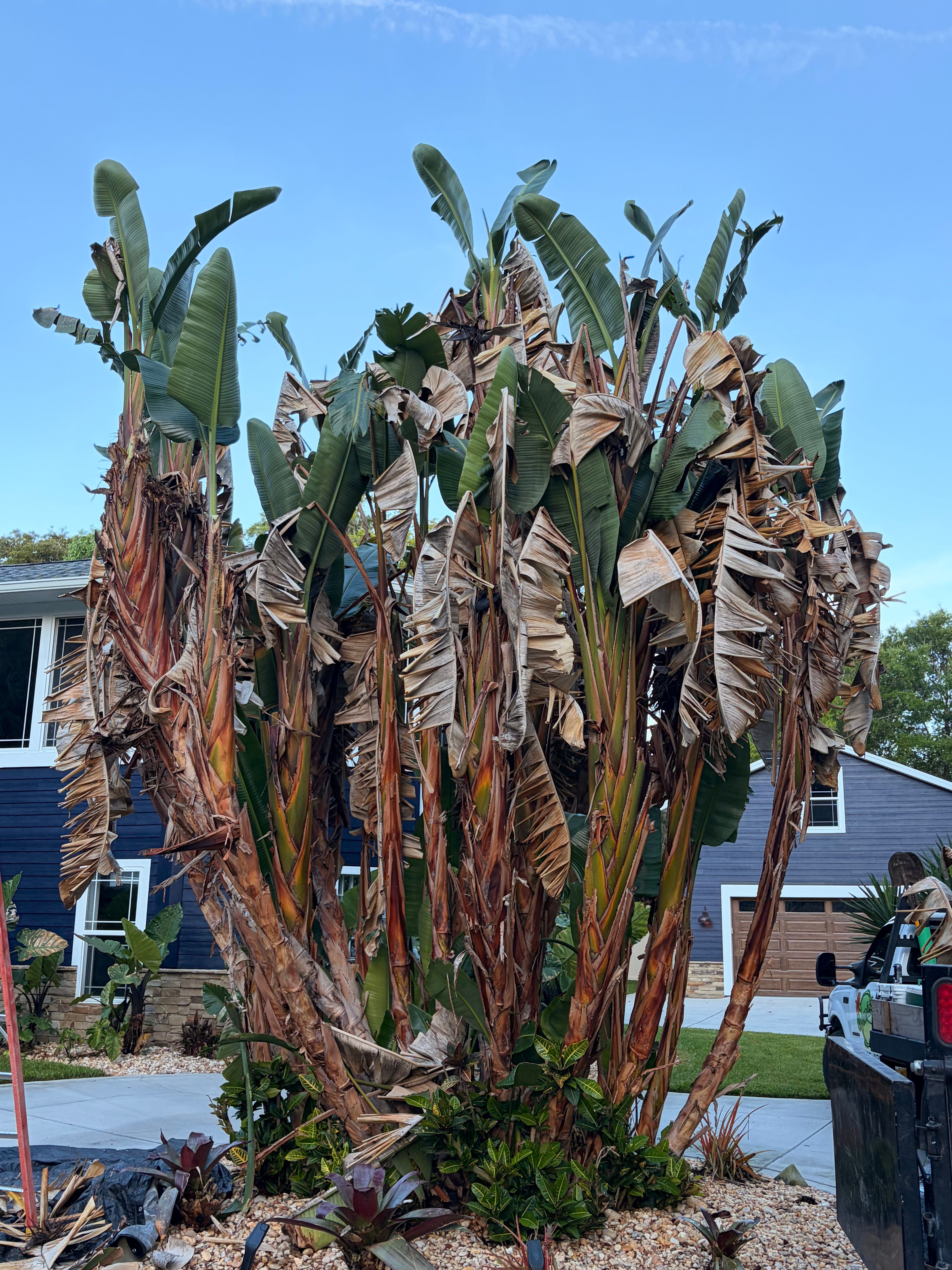 for Vanic's Landscaping in Port Orange, FL