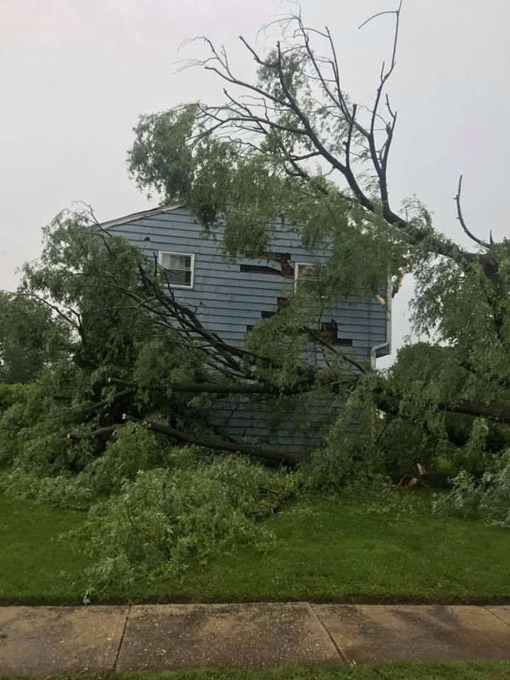  for Loockerman's Tree and Stump Removal in Dover, DE