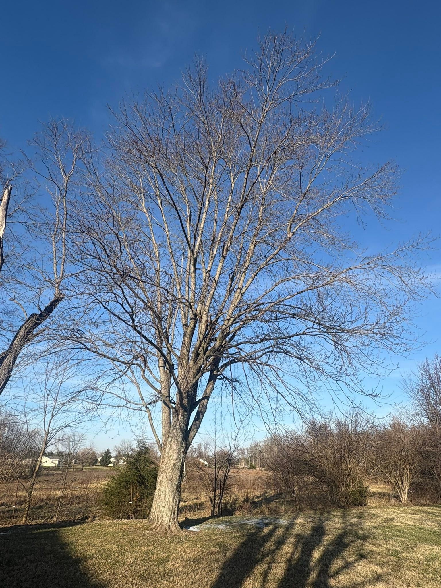  for Dig-It Tree Company in Mason, OH