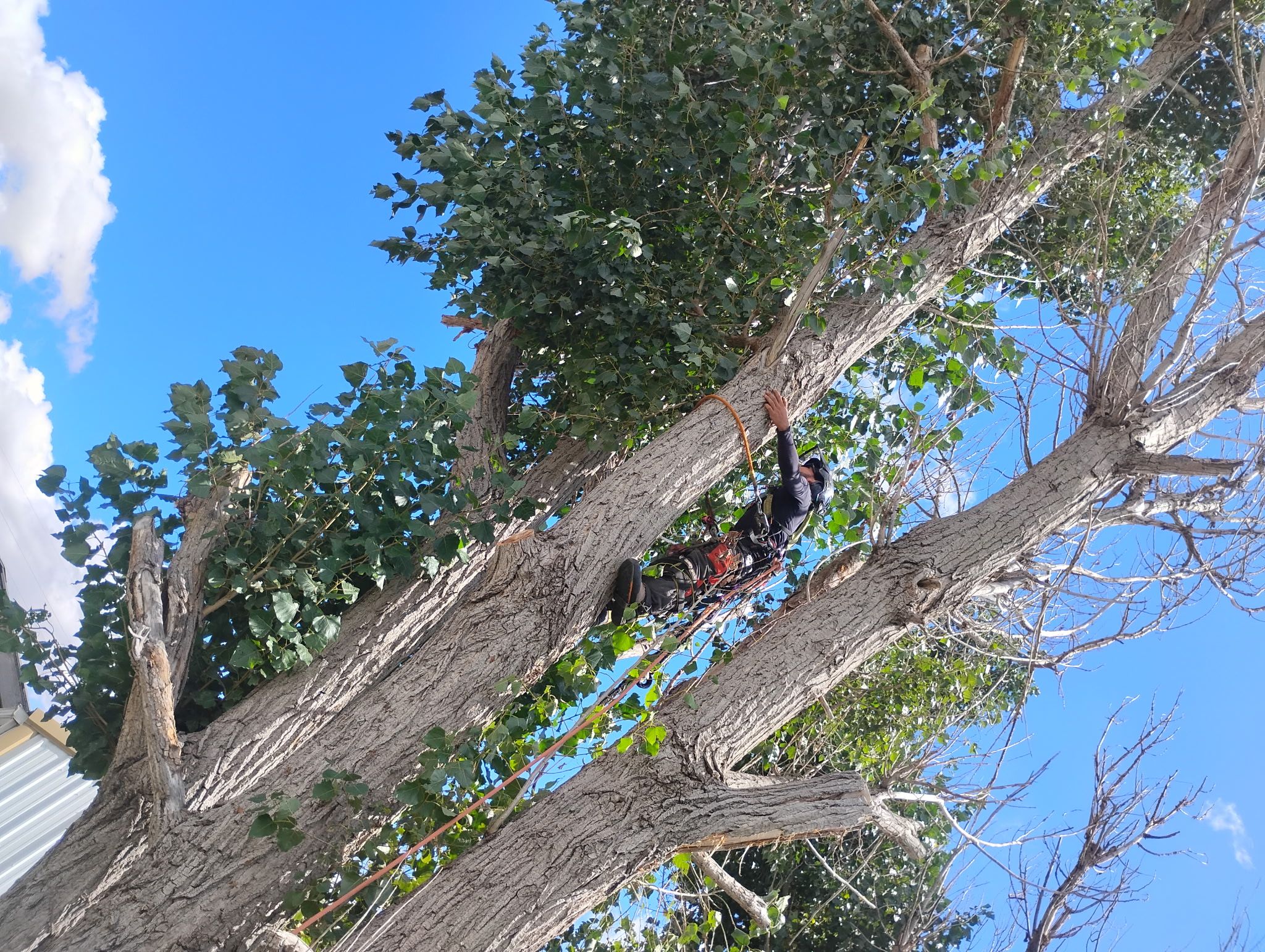  for Elevated Tree Care in Gillette, WY