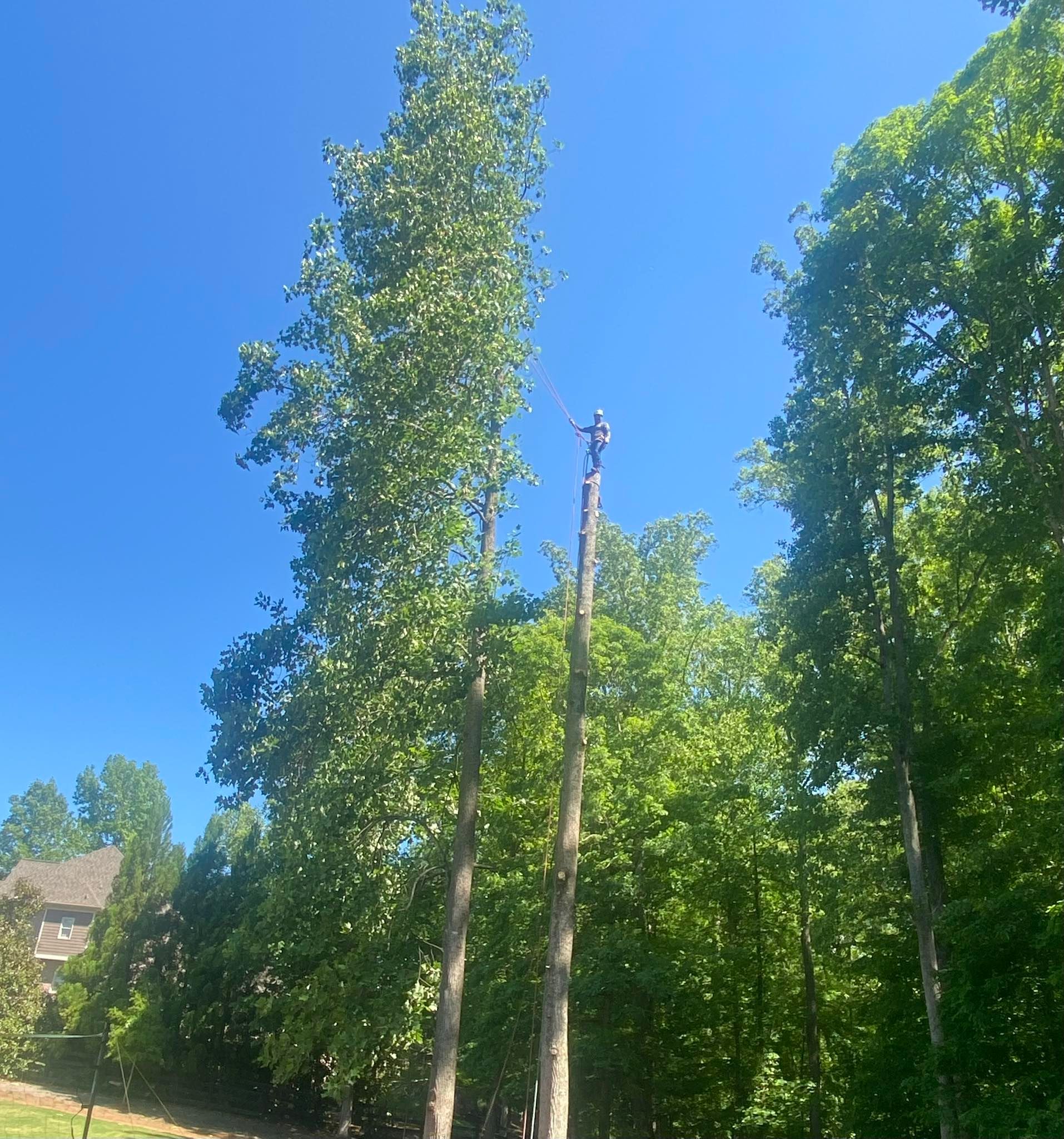  for High Tree Service & Landscaping in Atlanta, GA