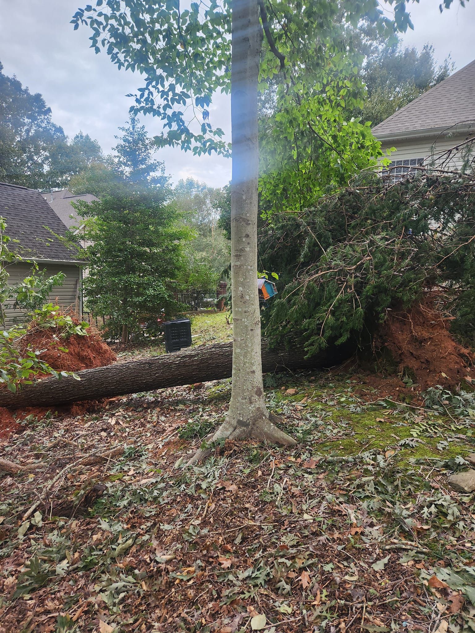  for Stumpbusters Tree Service in Louisa County, VA