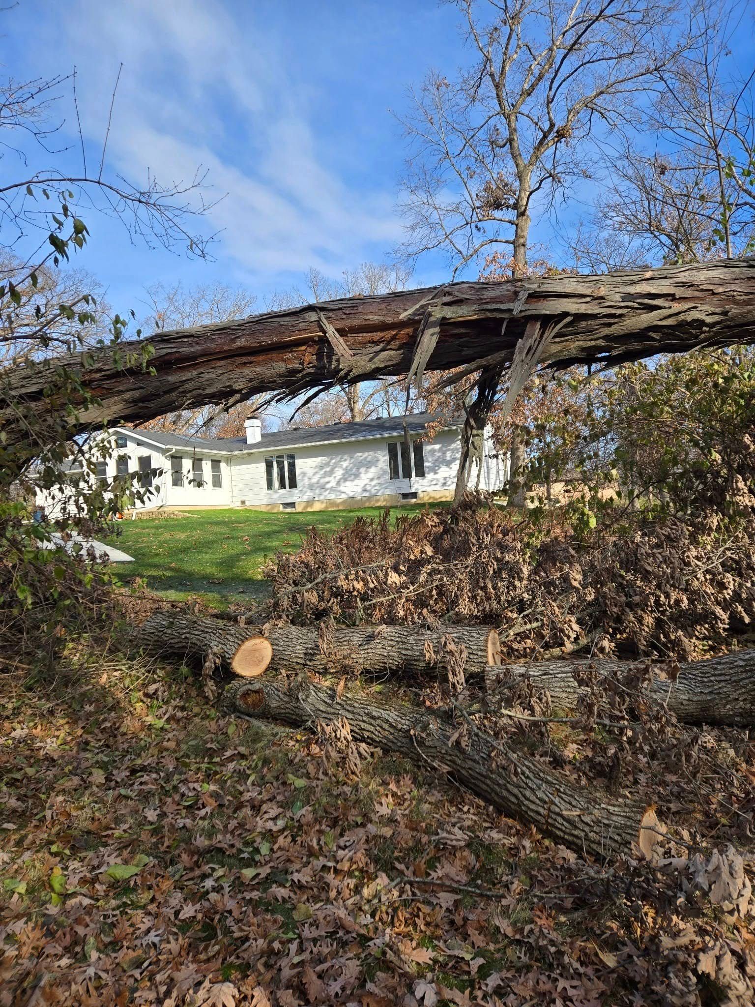 Tree Removal for Olson Tree Service, Inc in Winnebago County, IL