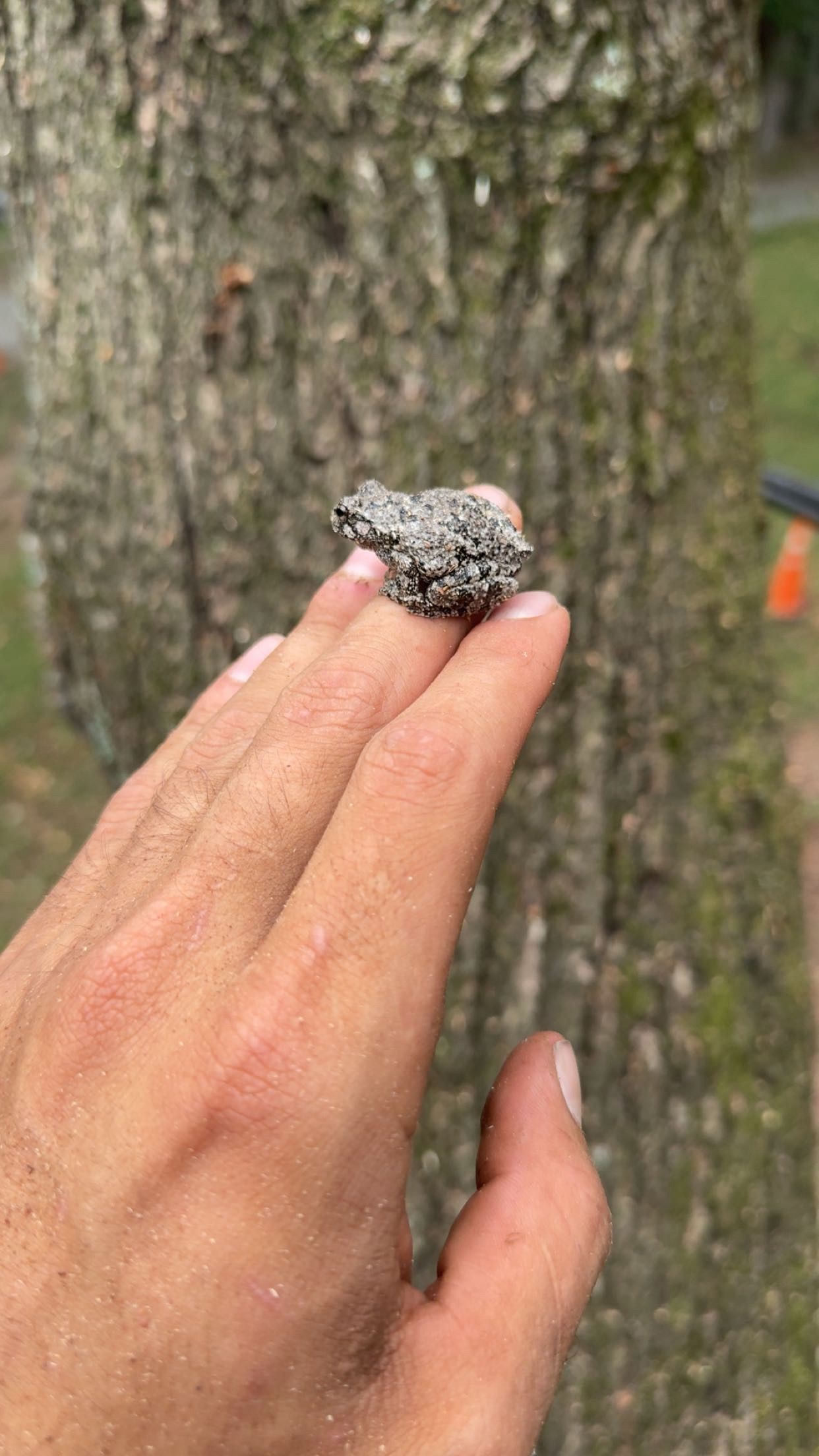  for Ramirez Tree Care in Elkin, NC