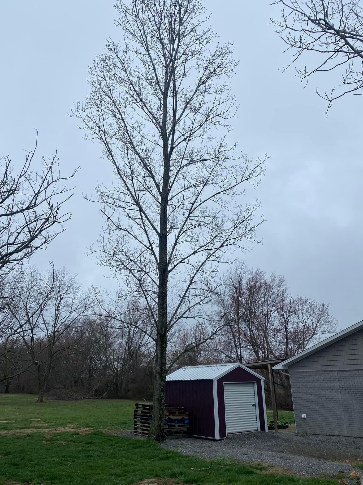 All Photos for Atwood’s Tree Care in Liberty,  KY