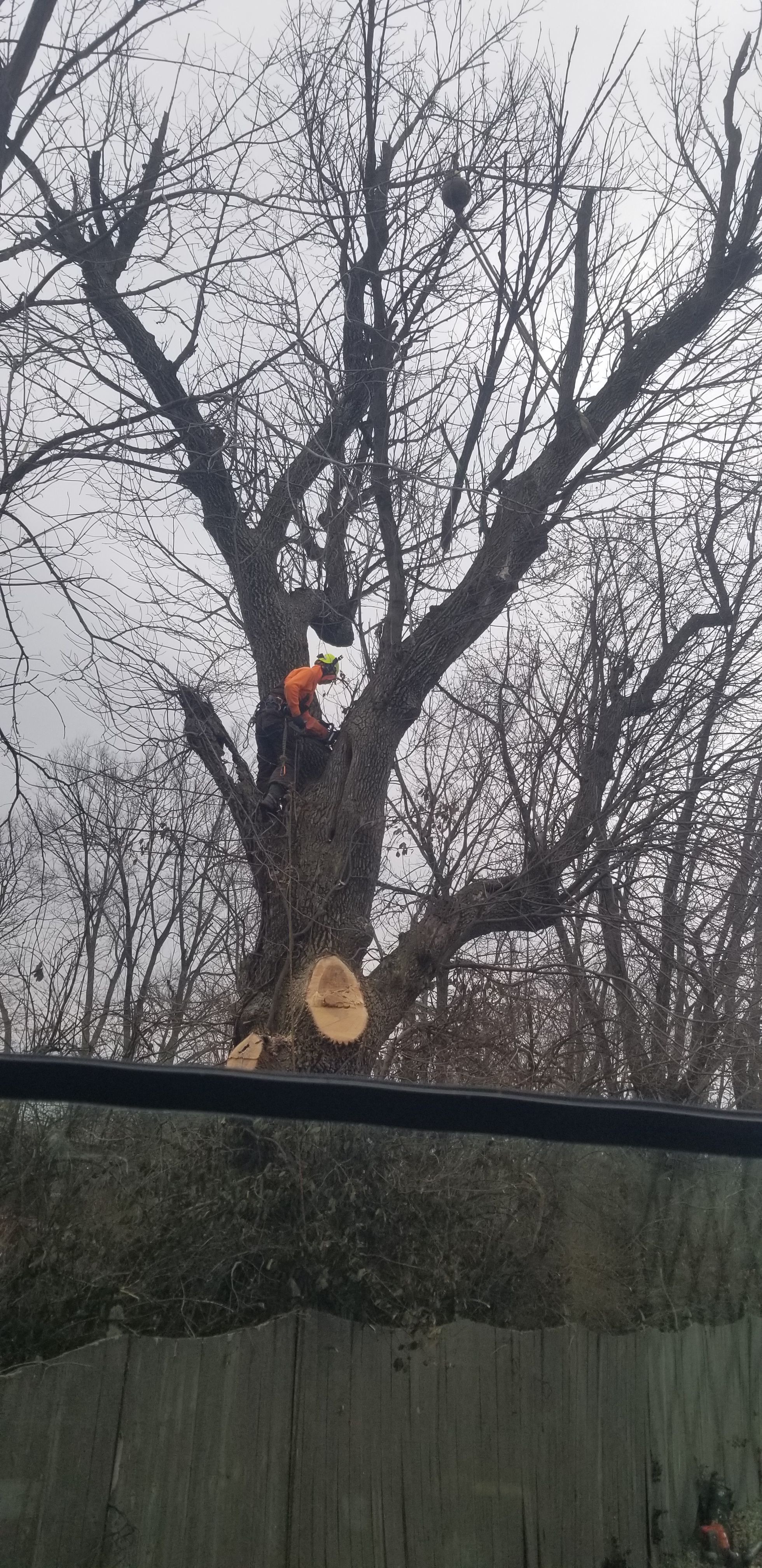  for Advanced Tree Solutions in Rockville, IN